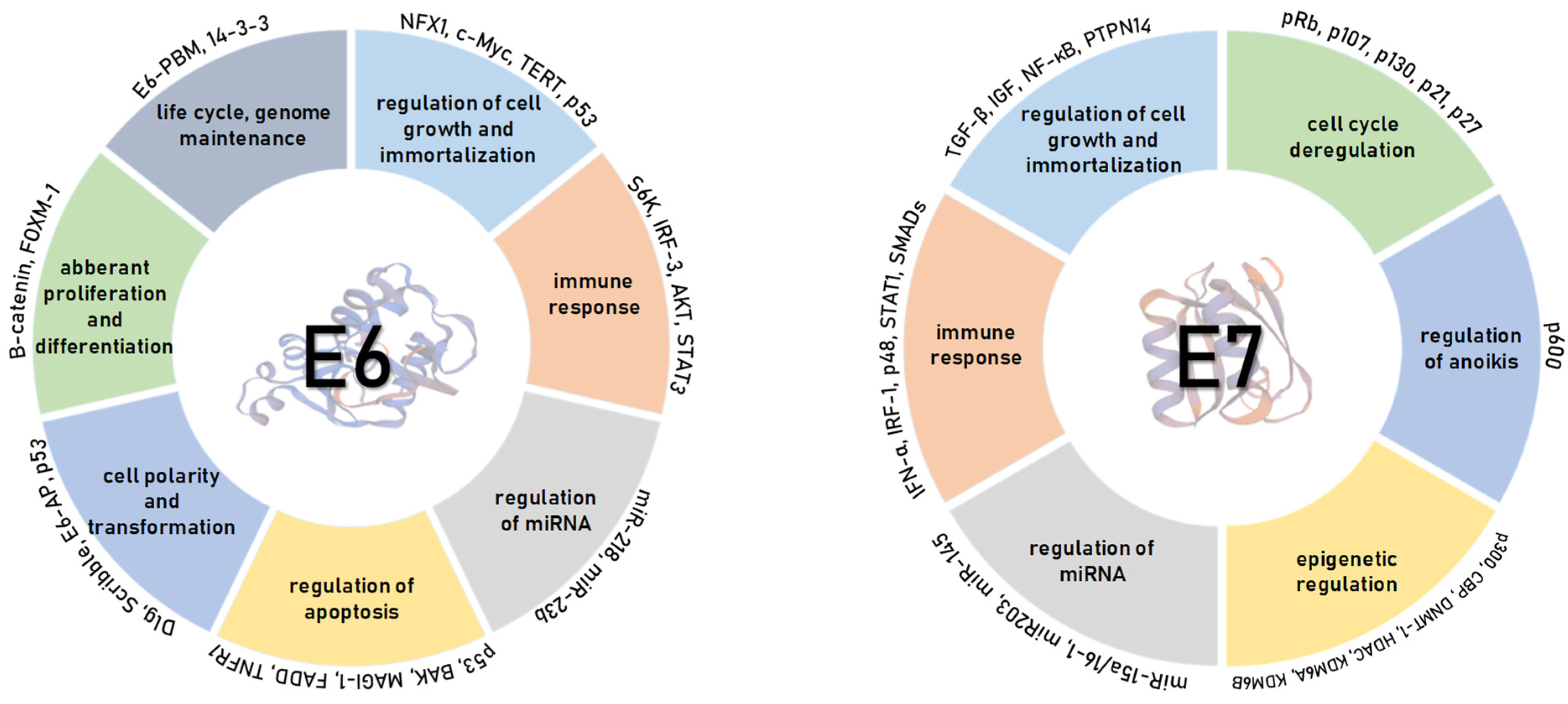 Viruses 13 02234 g004