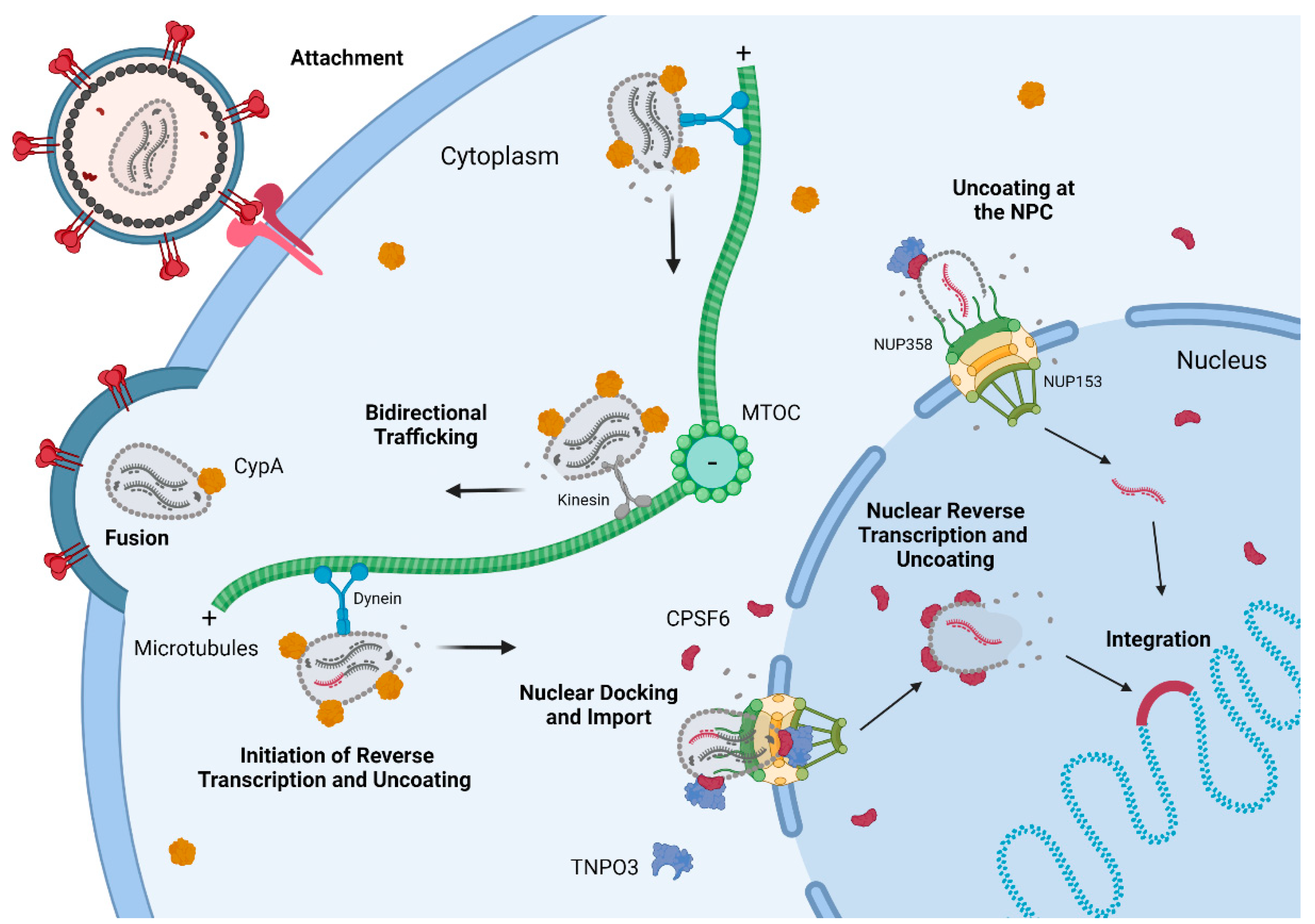 Viruses 13 02237 g001