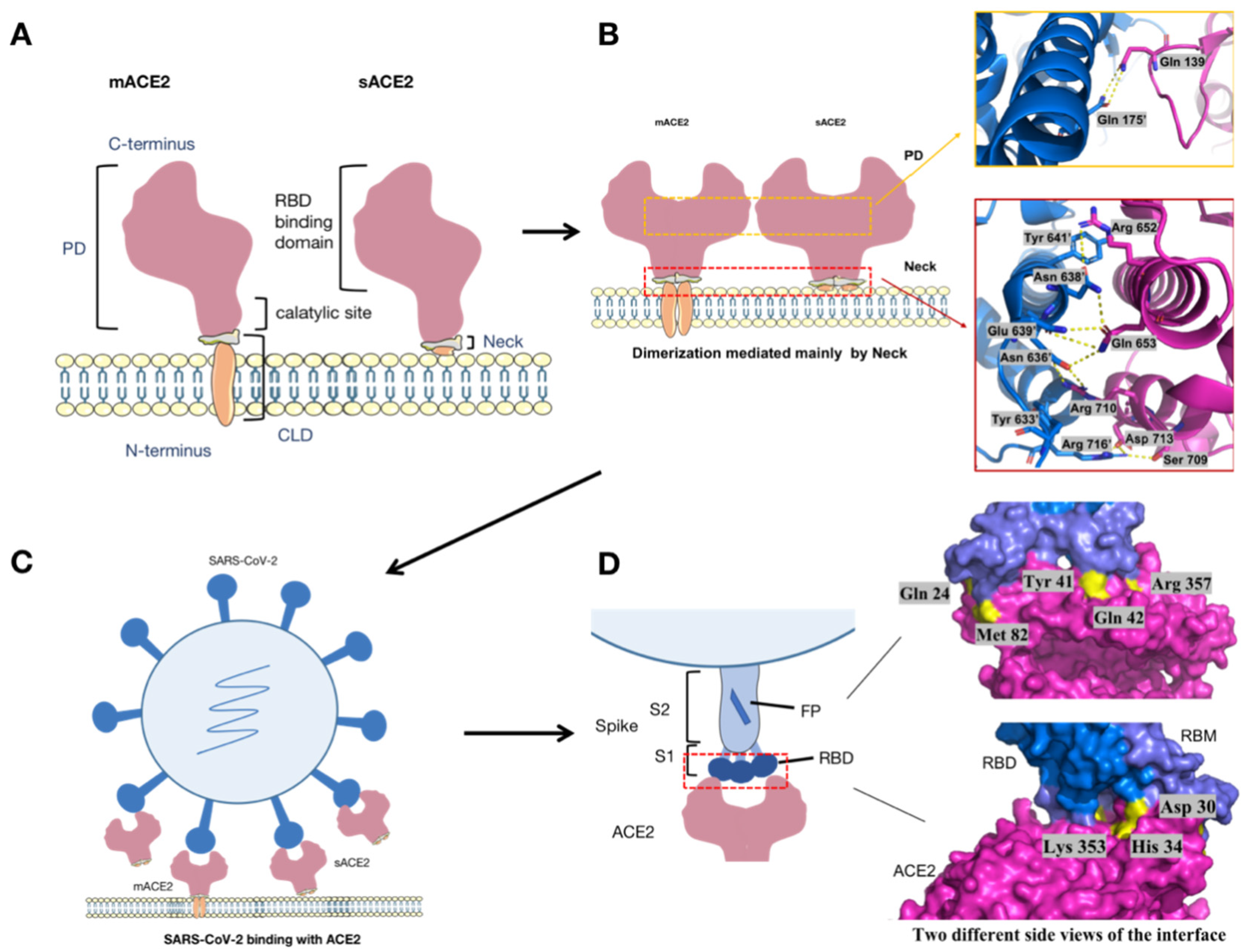 Viruses 13 02243 g001