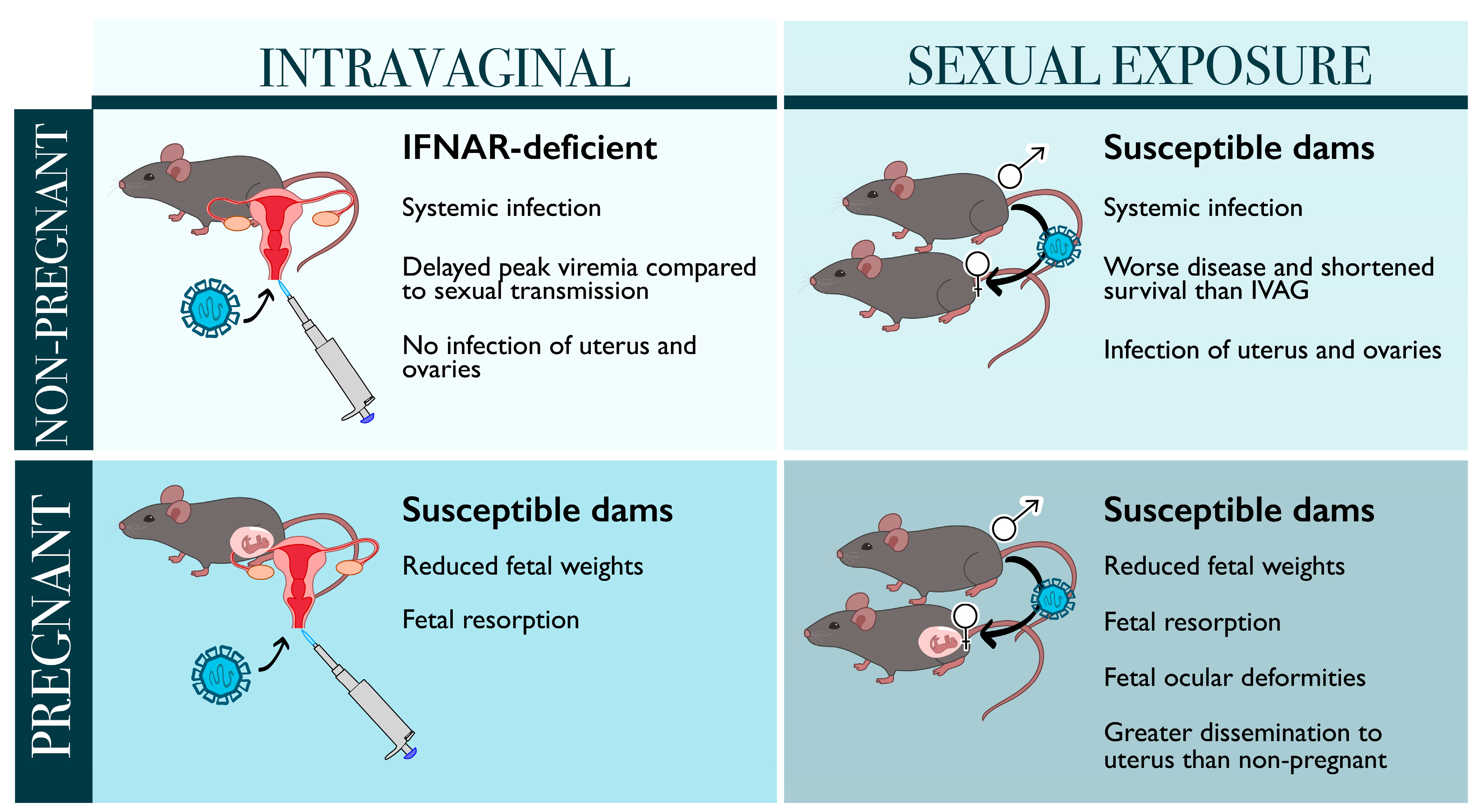 Viruses 13 02244 g002