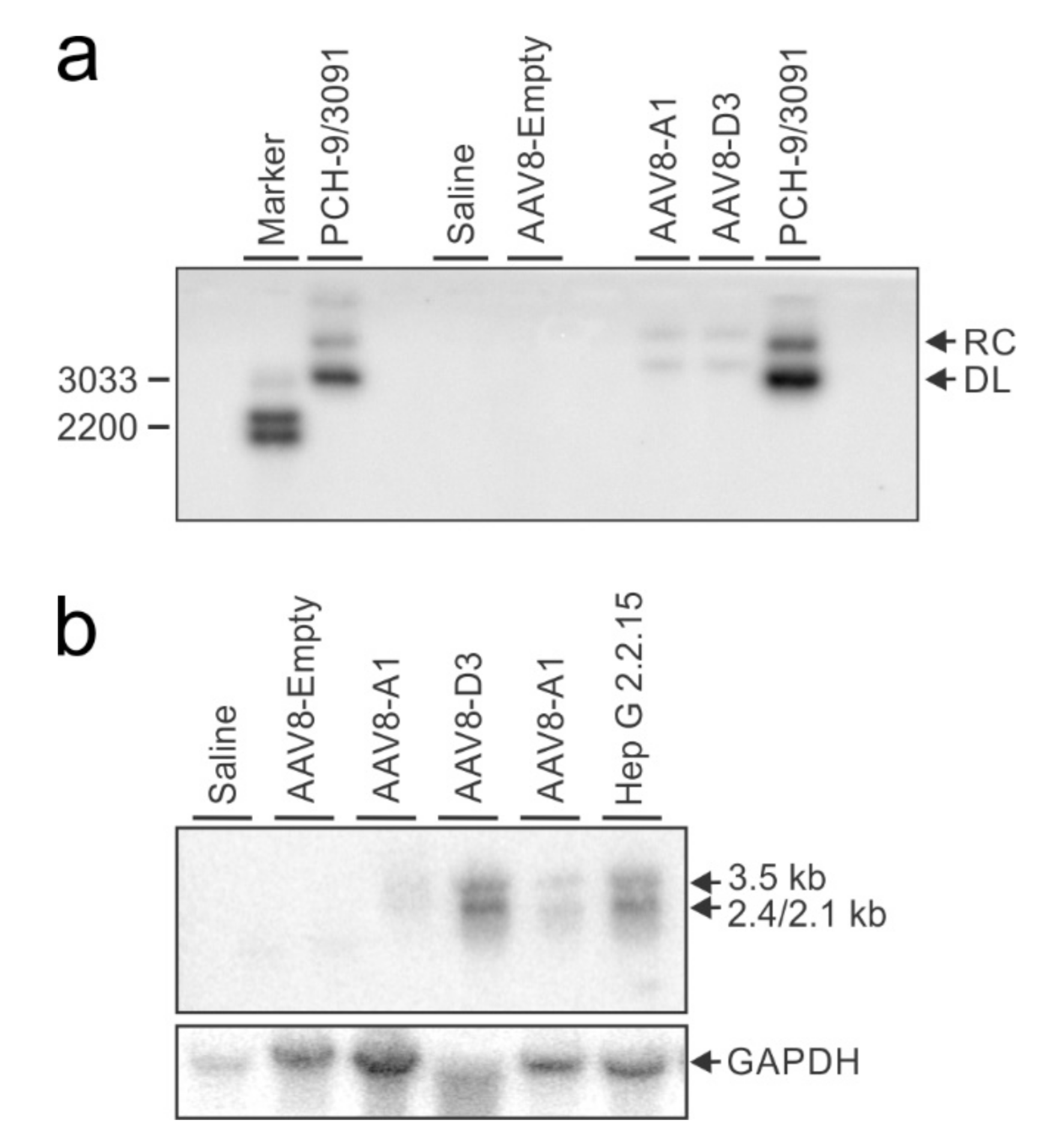 Viruses 13 02247 g004