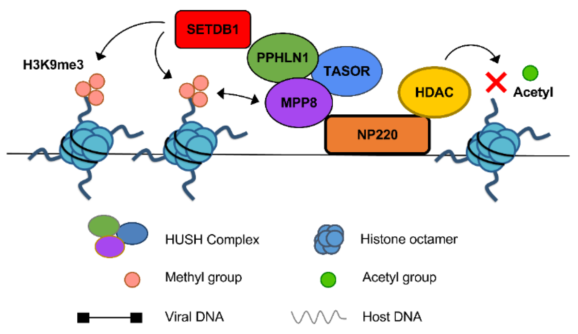 Viruses 13 02248 g001