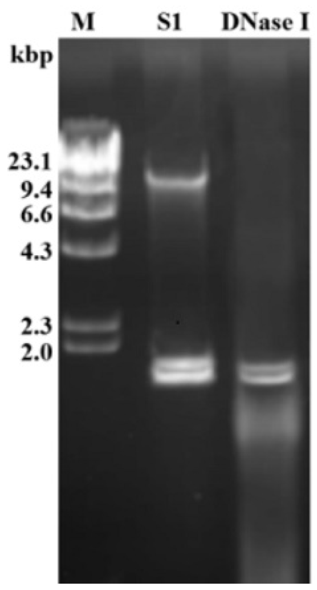 Viruses 13 02254 g001 Viruses 13 02254 g001