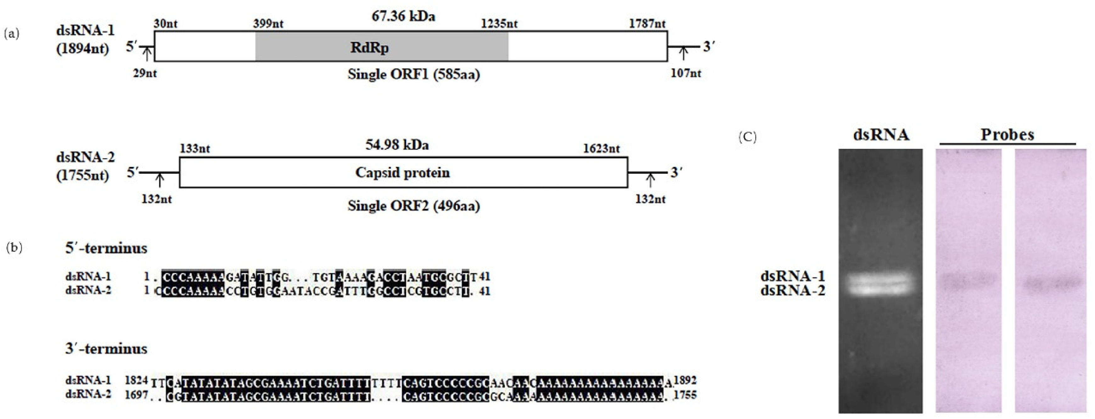 Viruses 13 02254 g002 Viruses 13 02254 g002