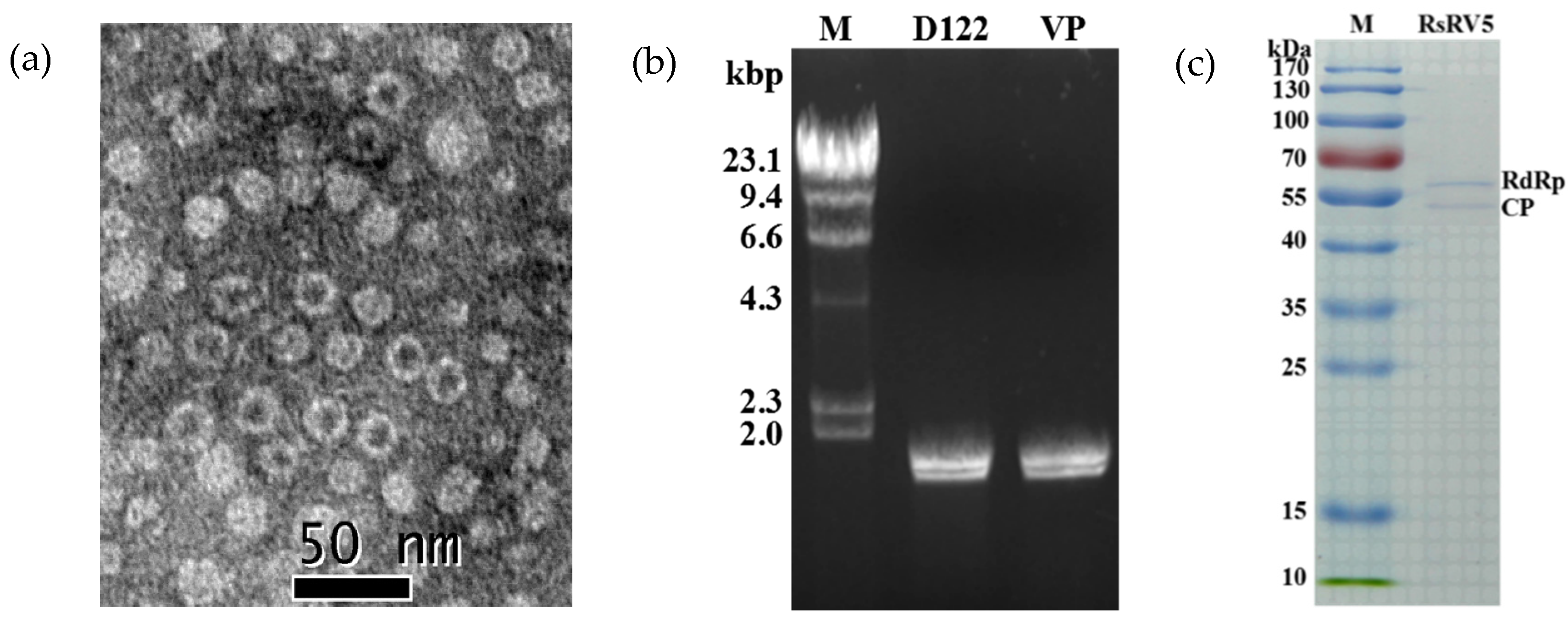 Viruses 13 02254 g004 Viruses 13 02254 g004