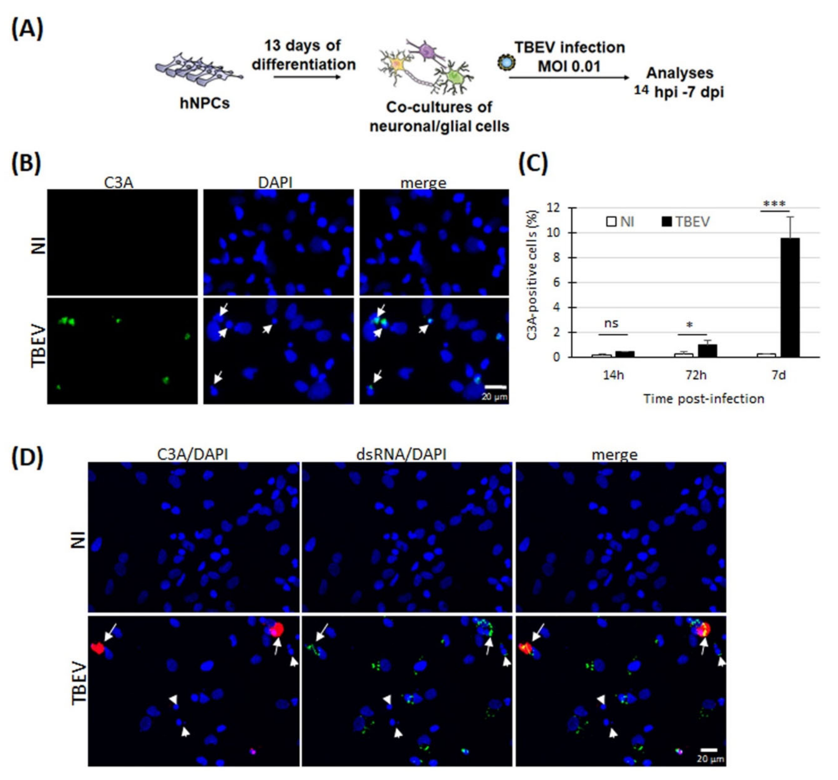 Viruses 13 02255 g001