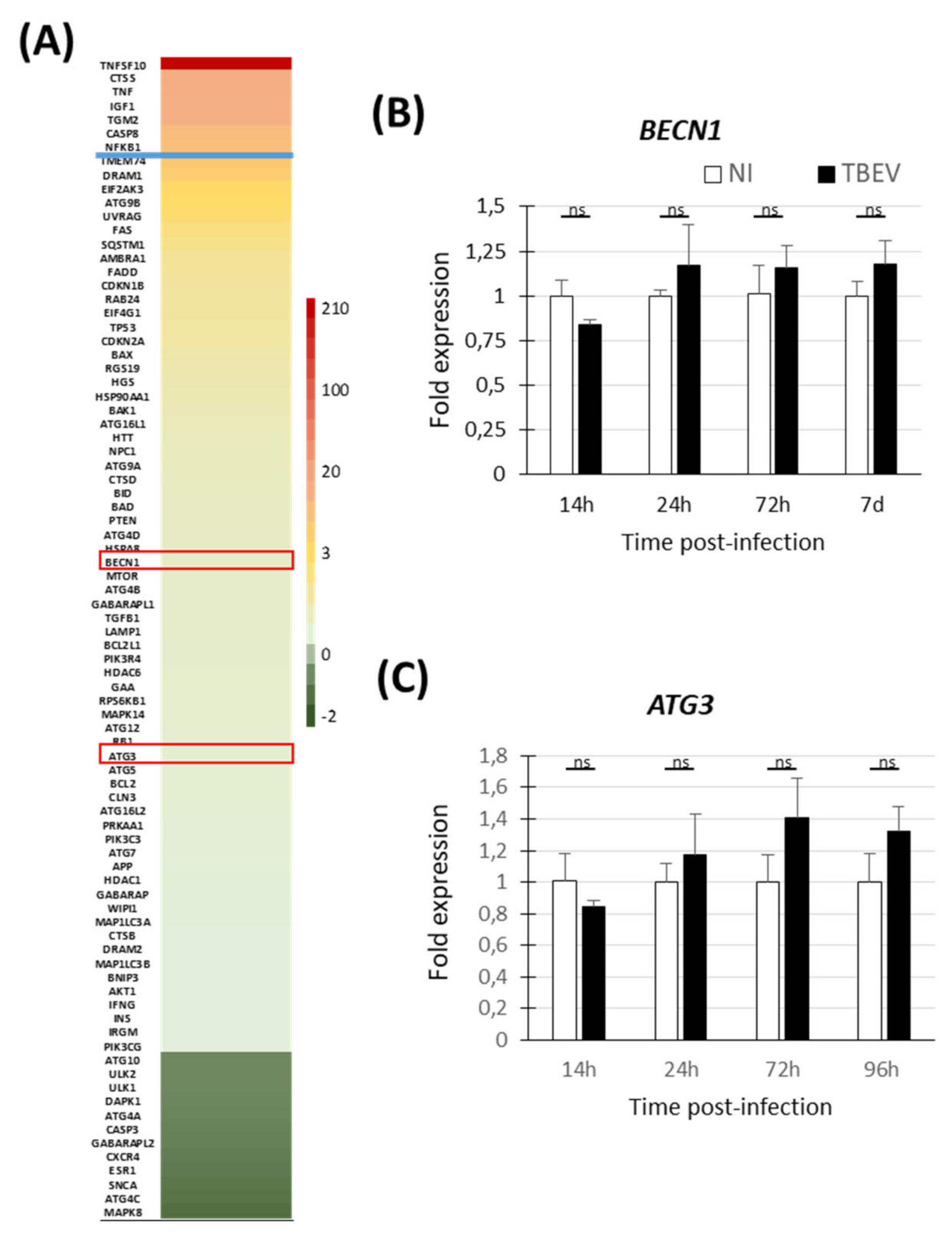 Viruses 13 02255 g003