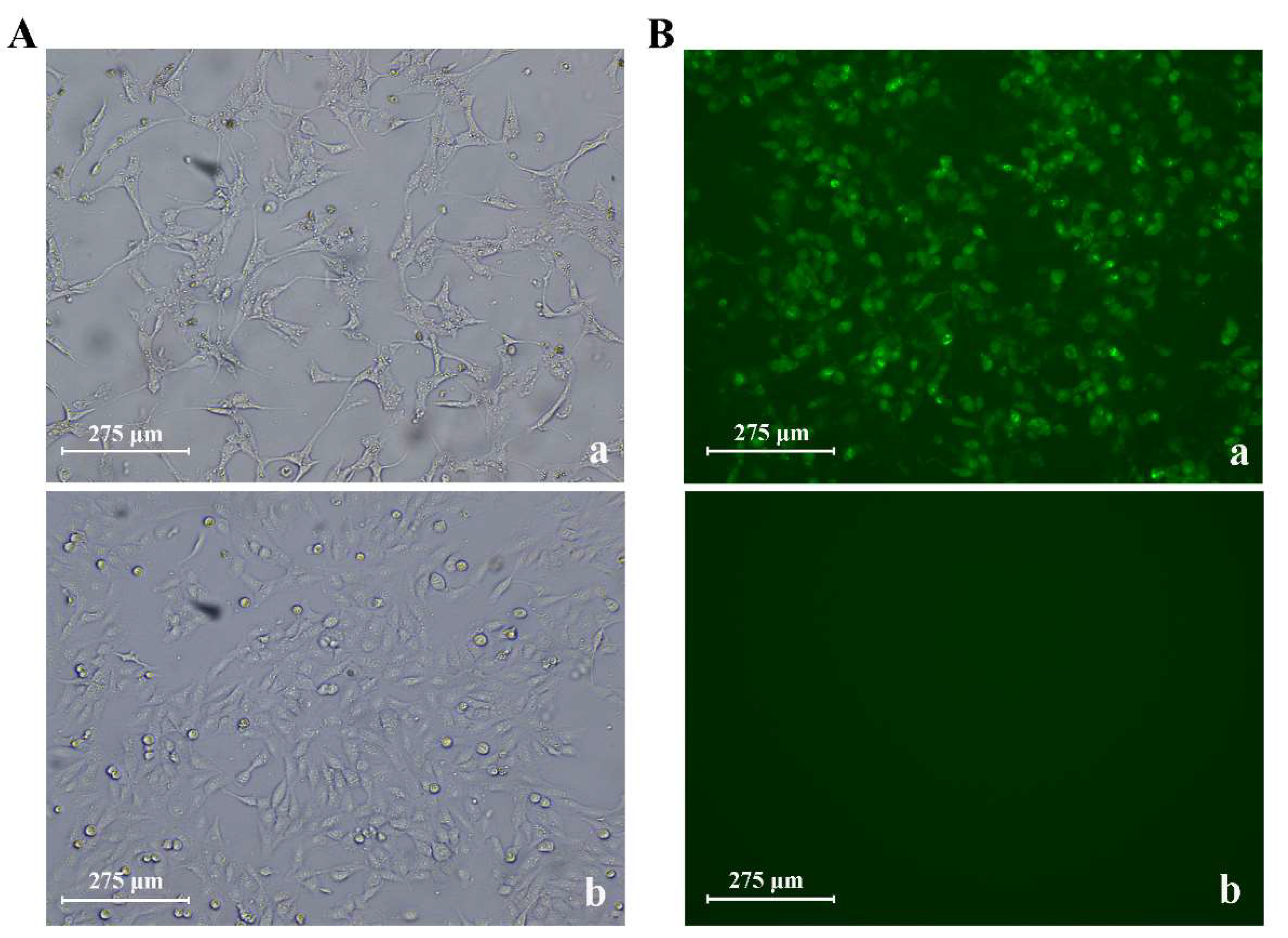 Viruses 13 02257 g002