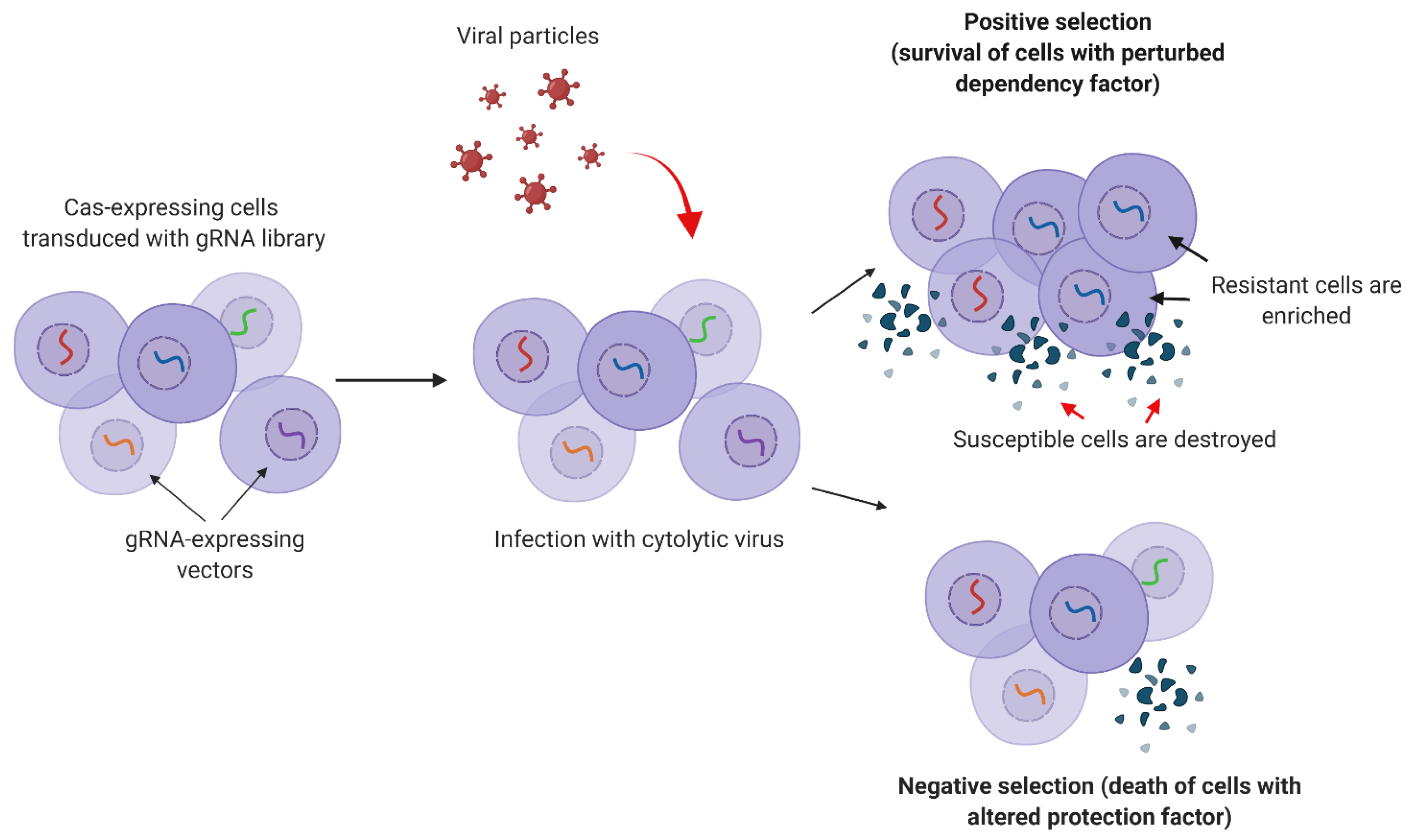 Viruses 13 02258 g002
