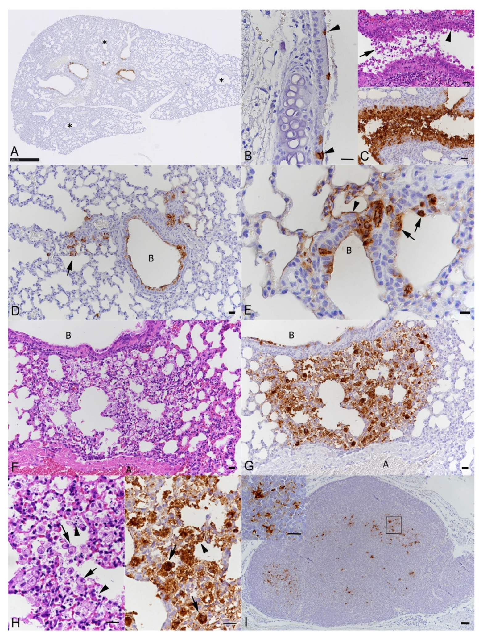 Viruses 13 02263 g004