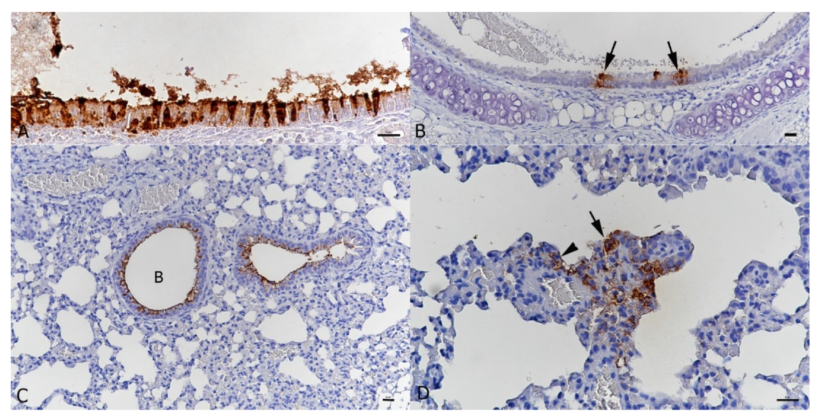 Viruses 13 02263 g005