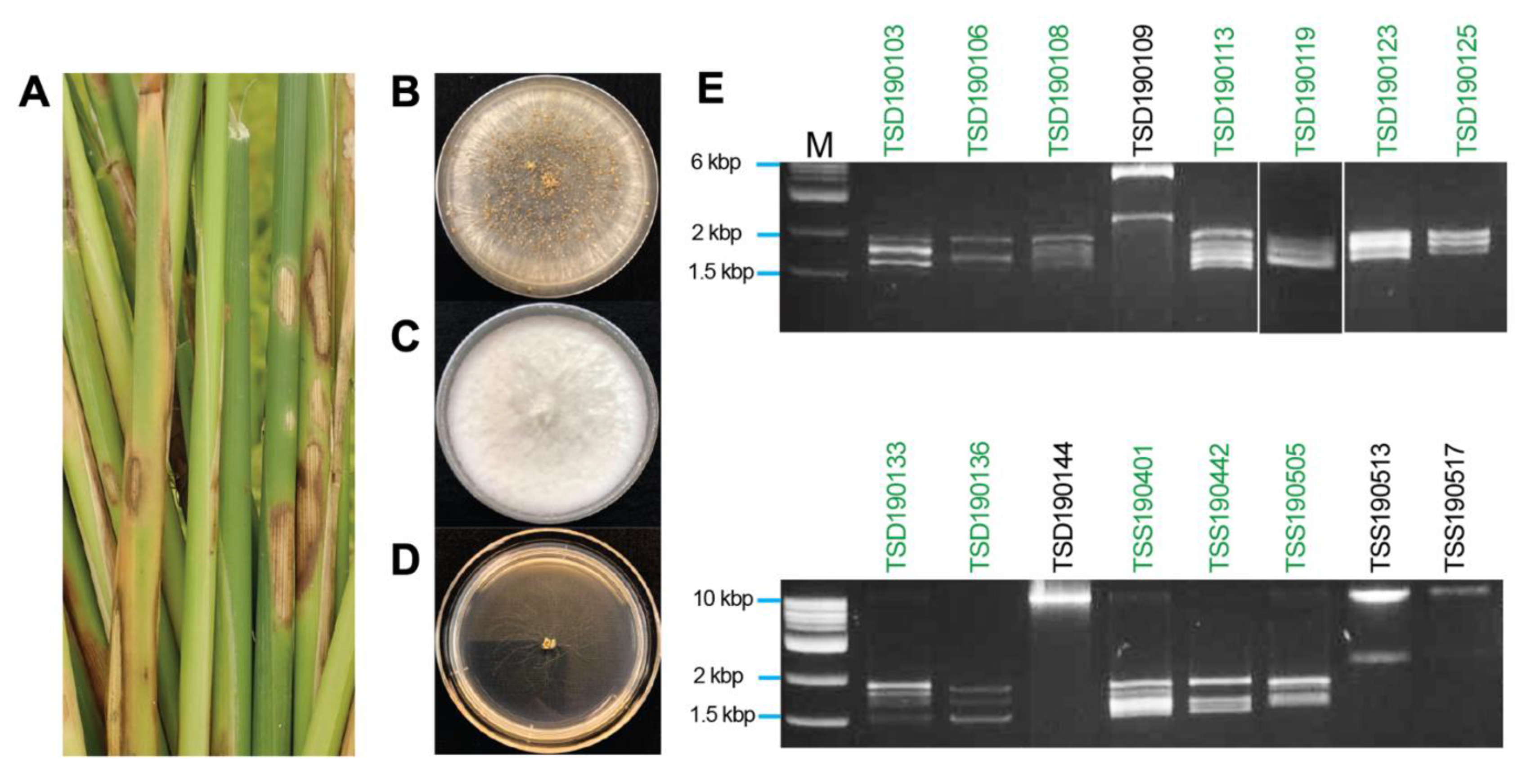 Viruses 13 02269 g001