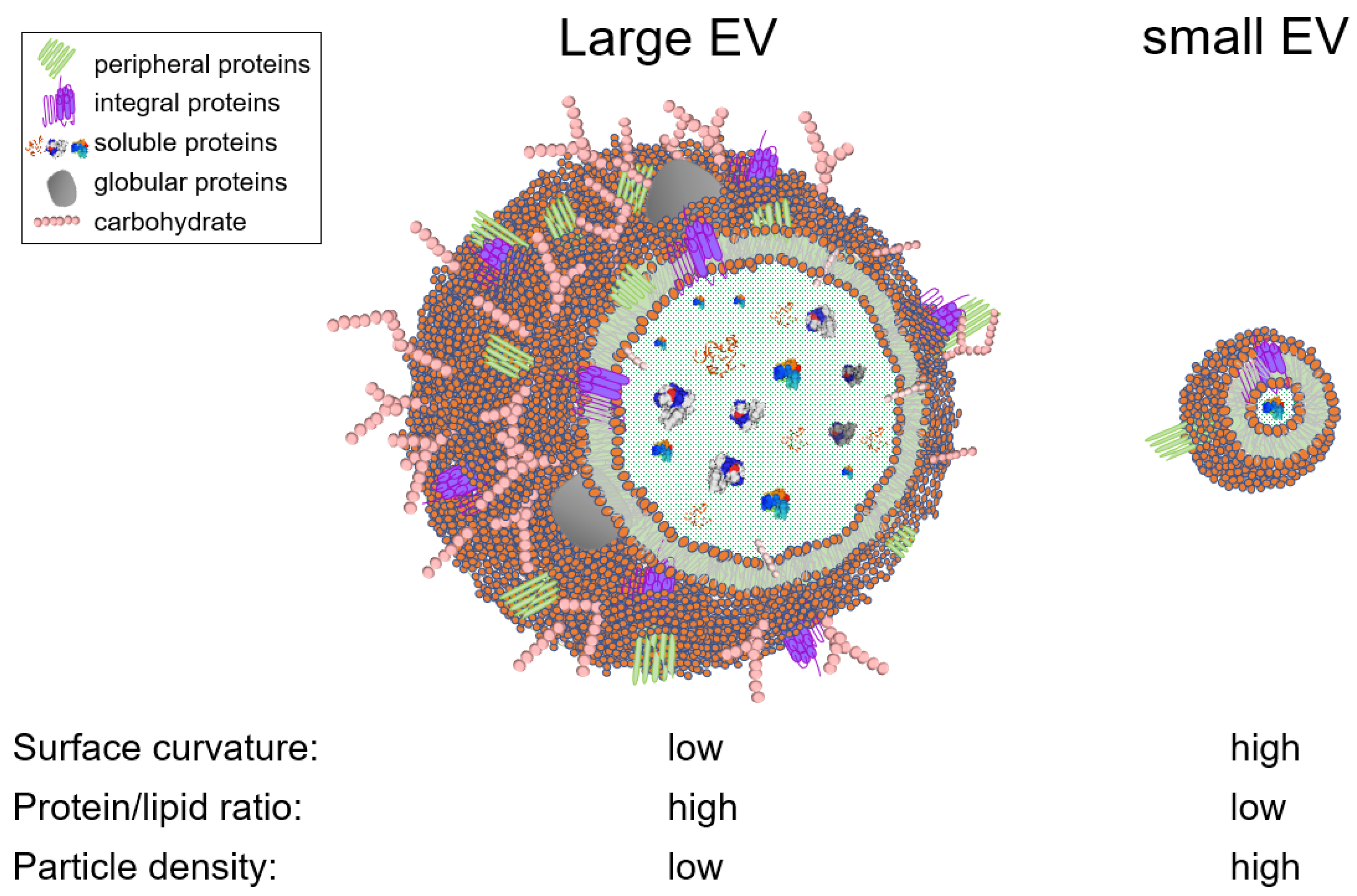 Viruses 13 02272 g001