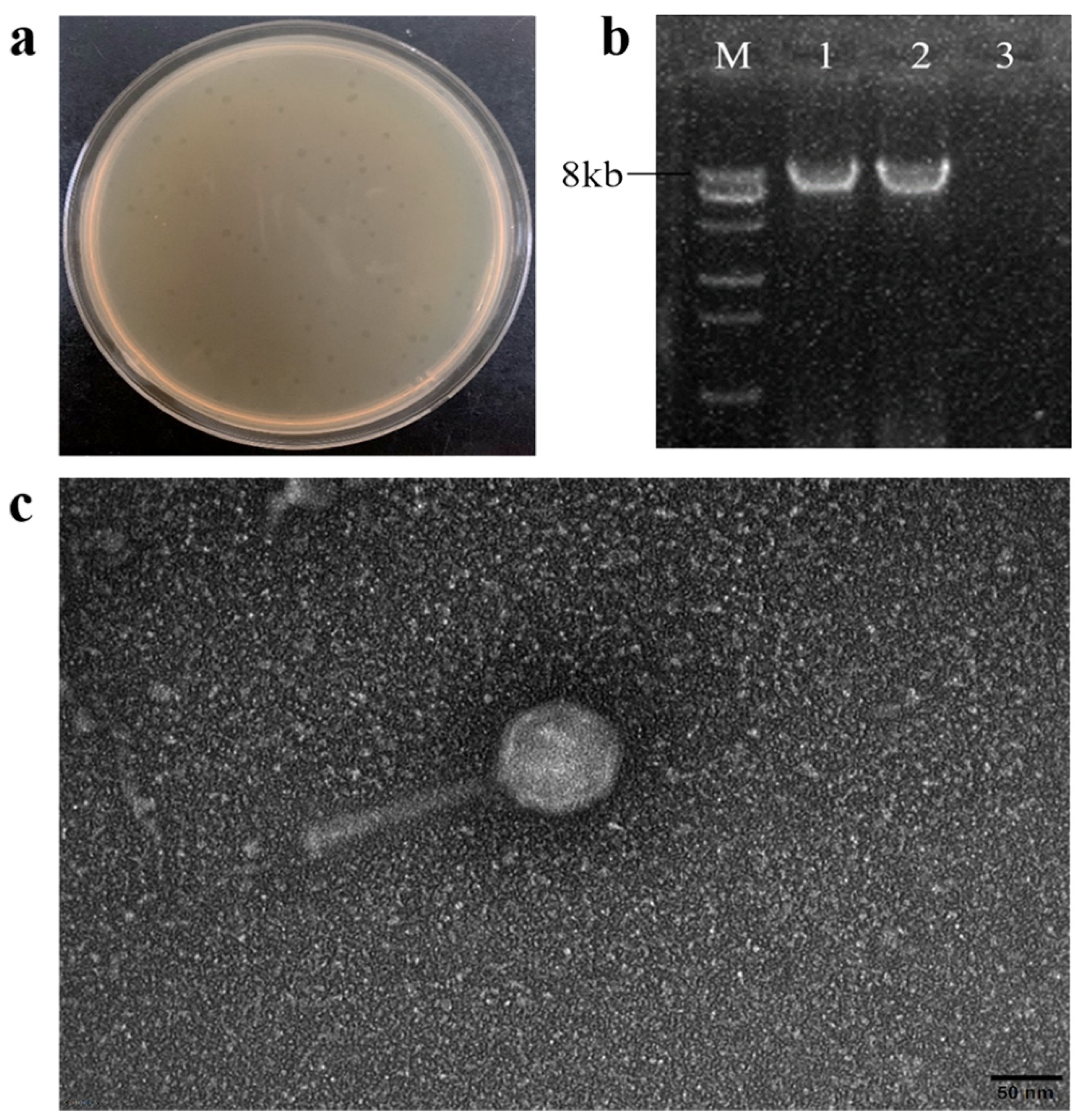 Viruses 13 02275 g001