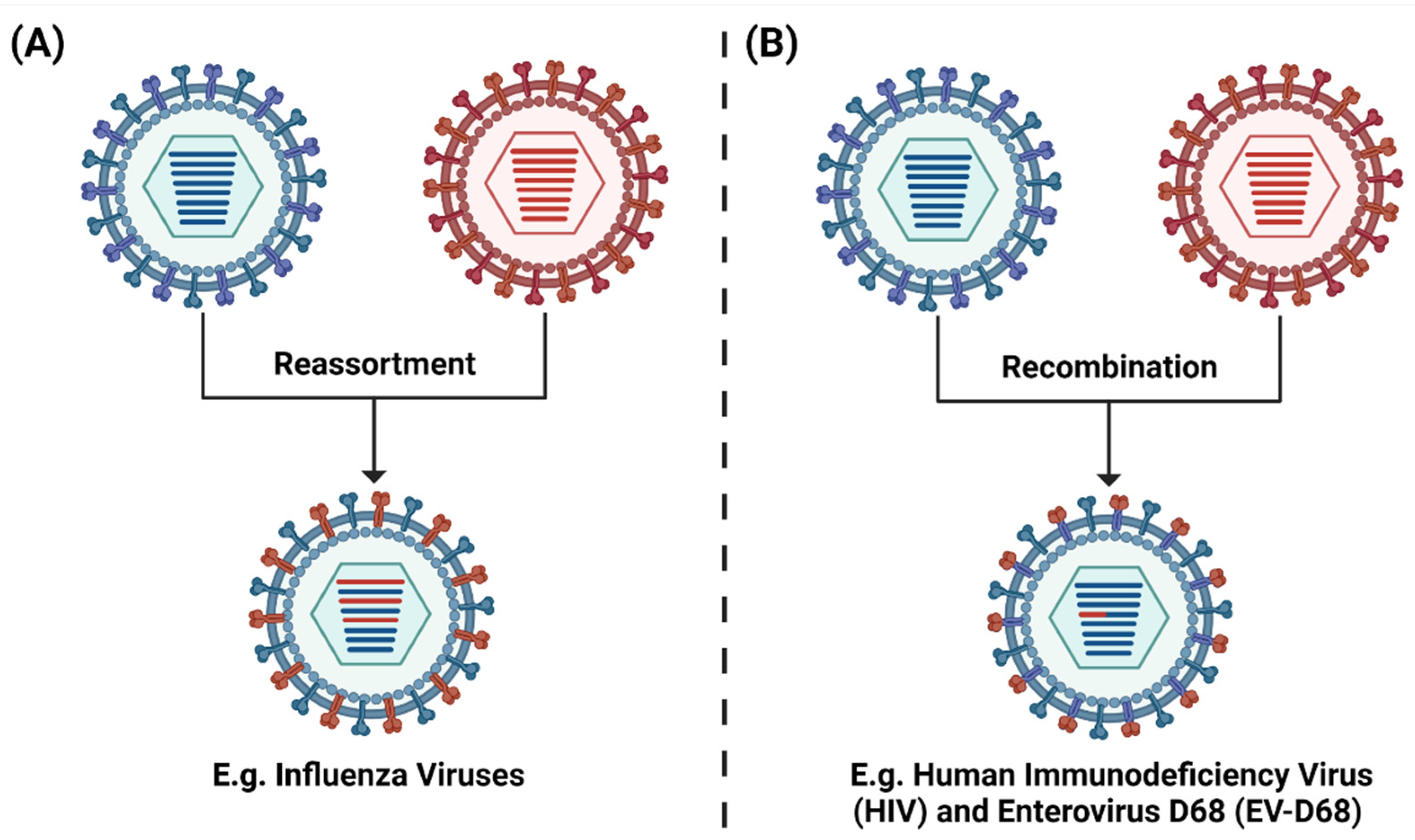 Viruses 13 02276 g006 Viruses 13 02276 g006