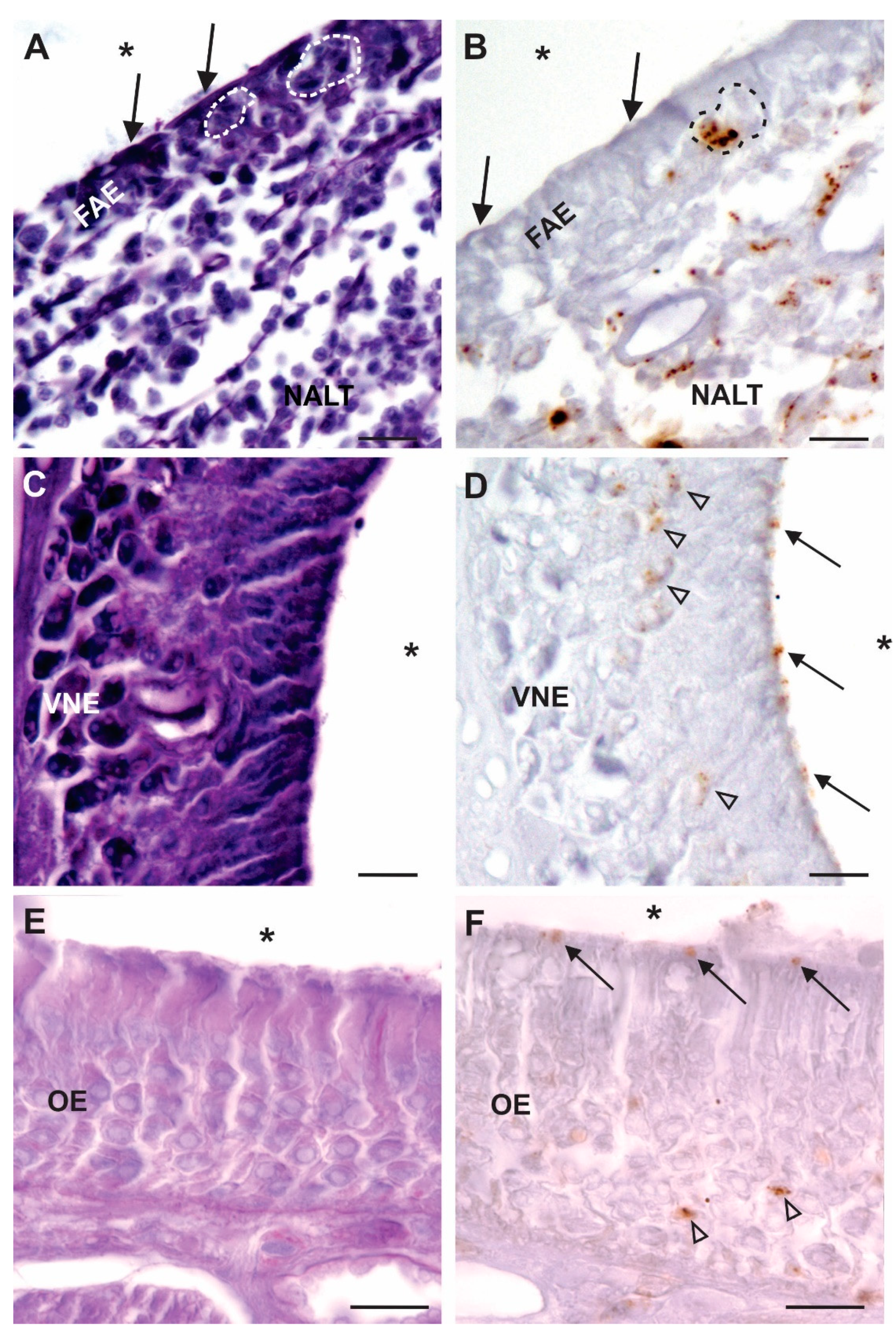Viruses 13 02287 g003