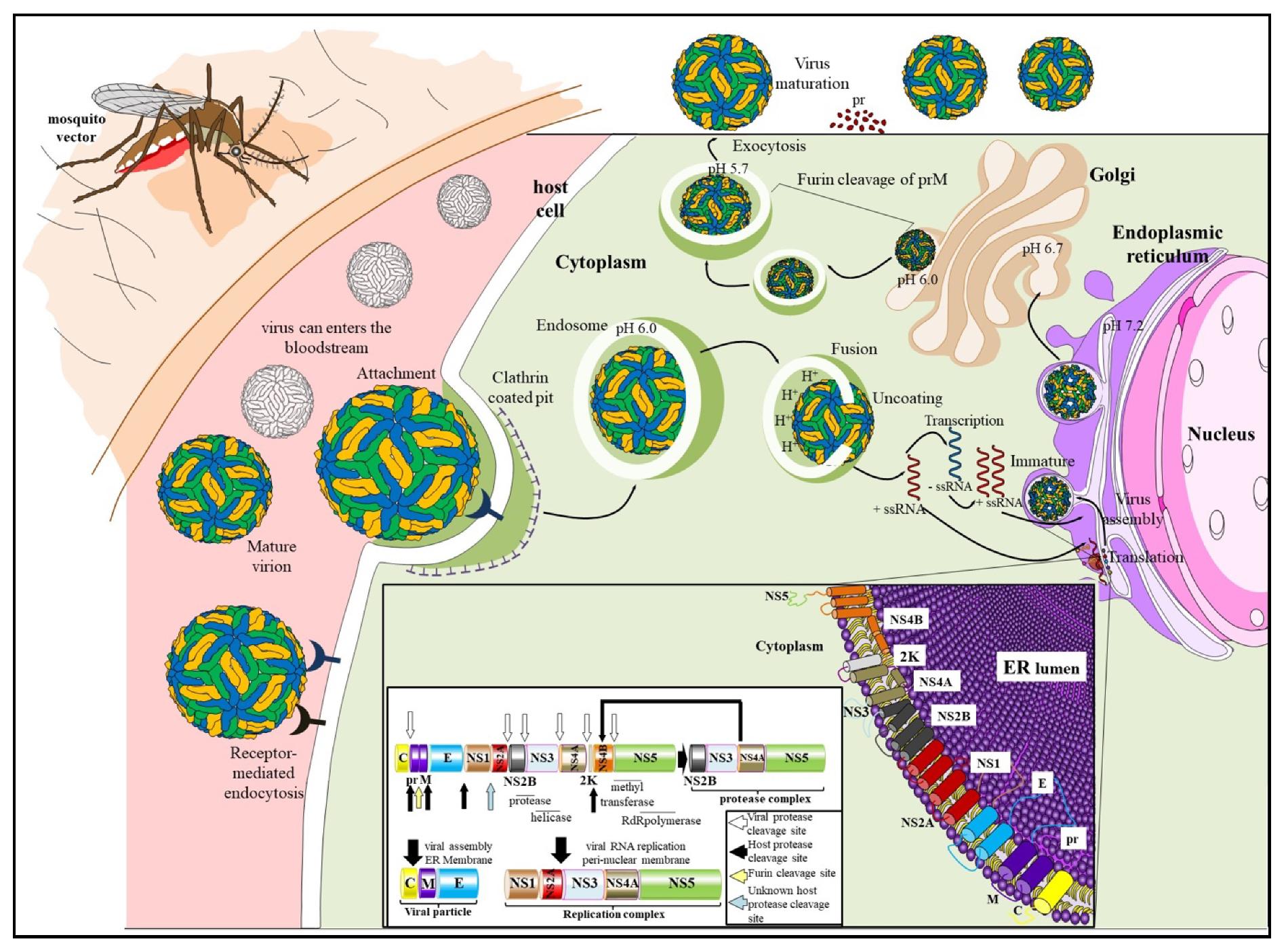Viruses 13 02293 g001