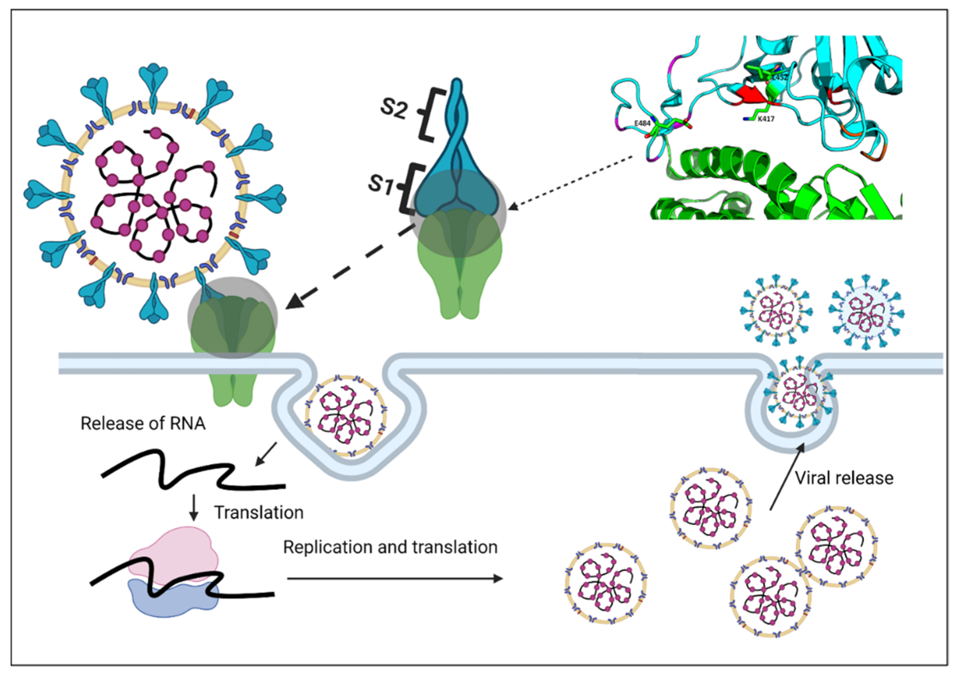 Viruses 13 02295 g001