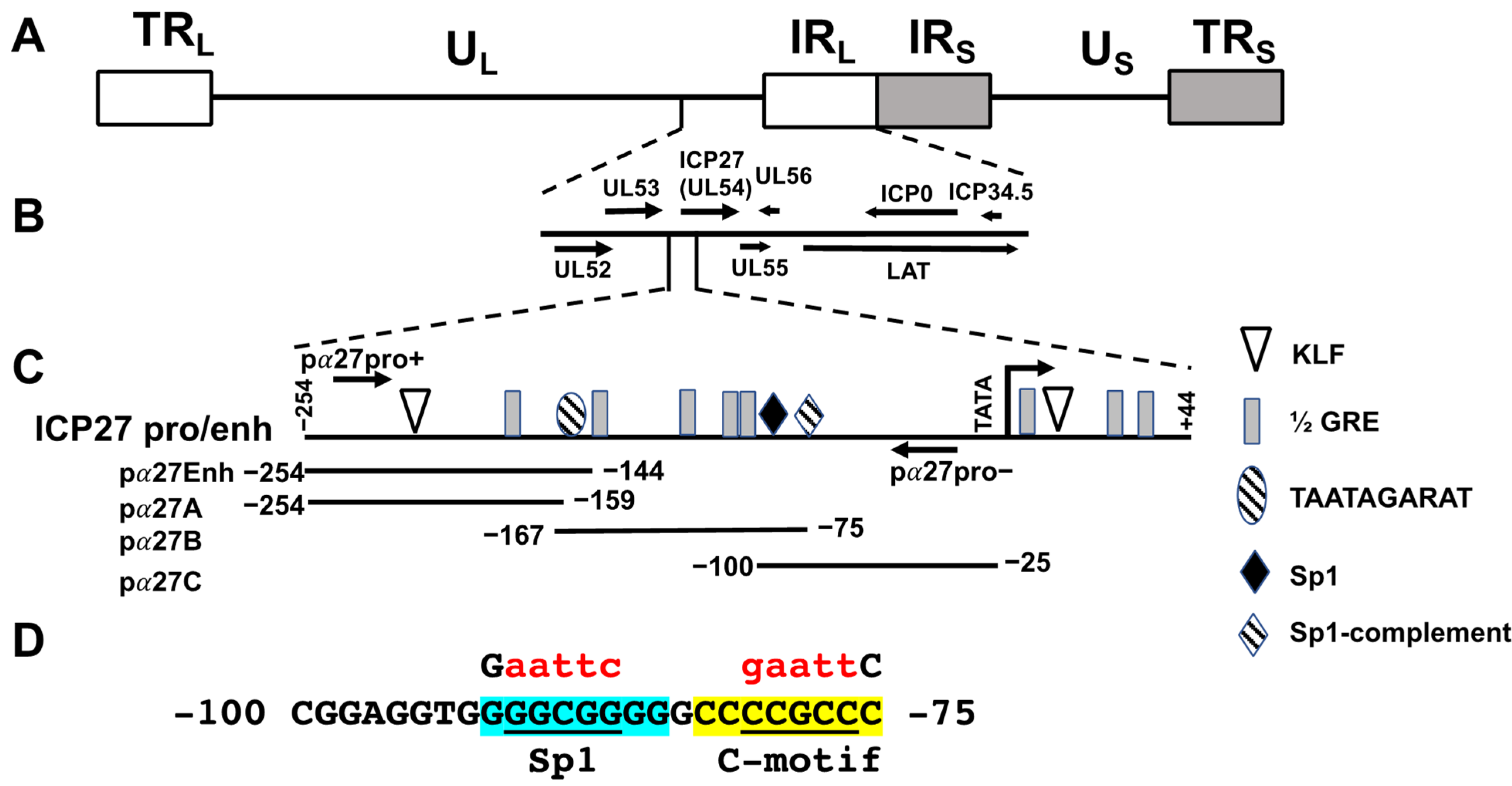 Viruses 13 02296 g001 Viruses 13 02296 g001