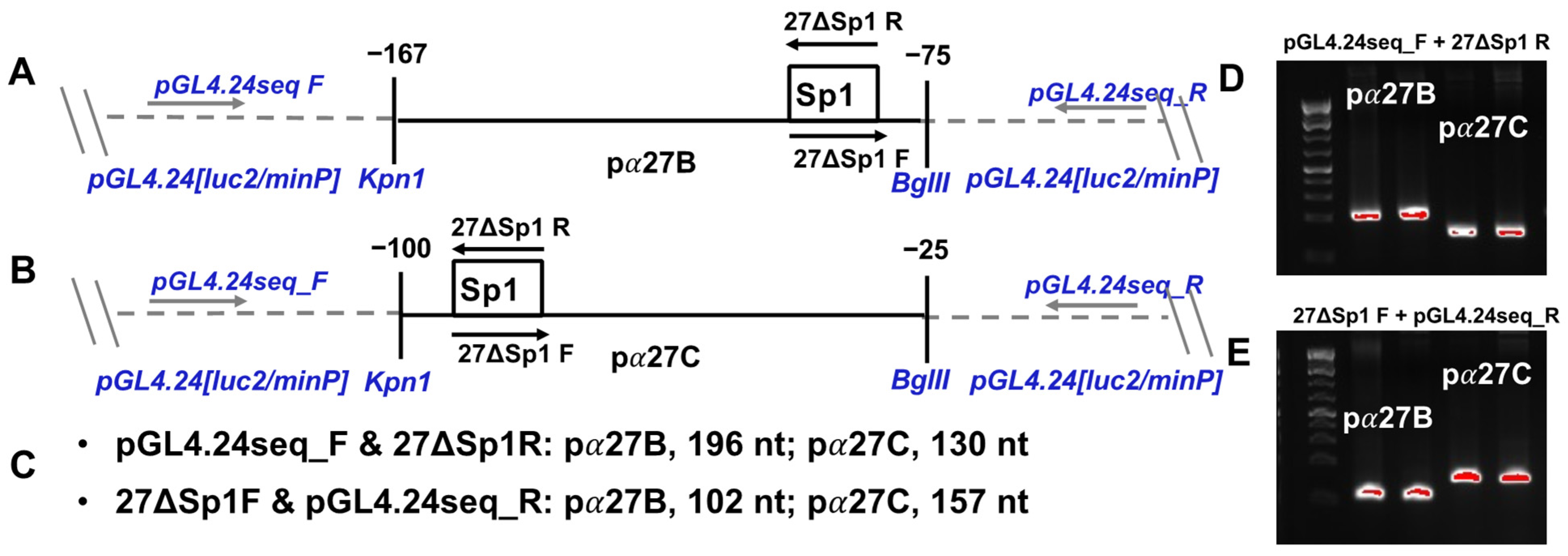 Viruses 13 02296 g002 Viruses 13 02296 g002