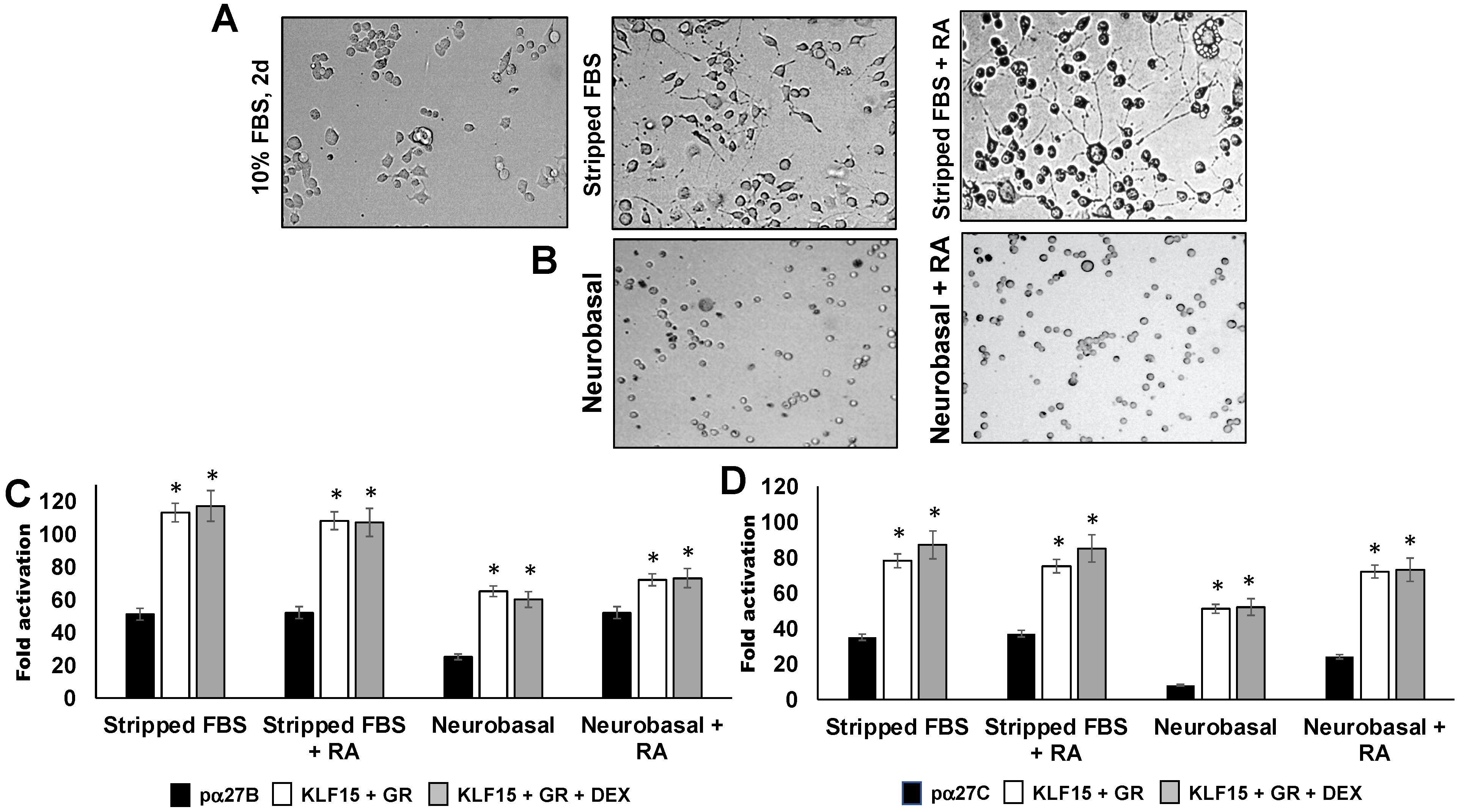 Viruses 13 02296 g004 Viruses 13 02296 g004