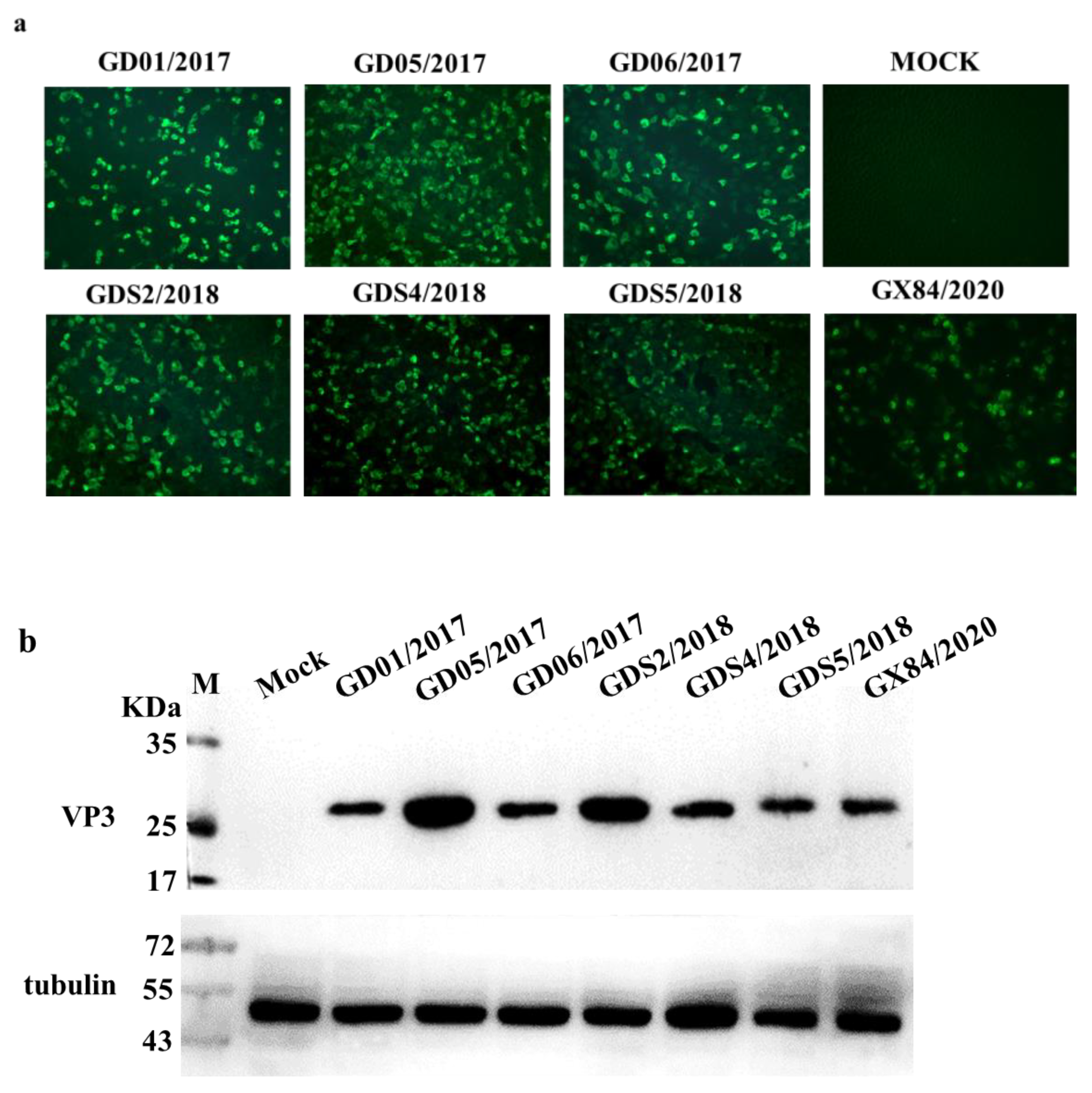 Viruses 13 02300 g004