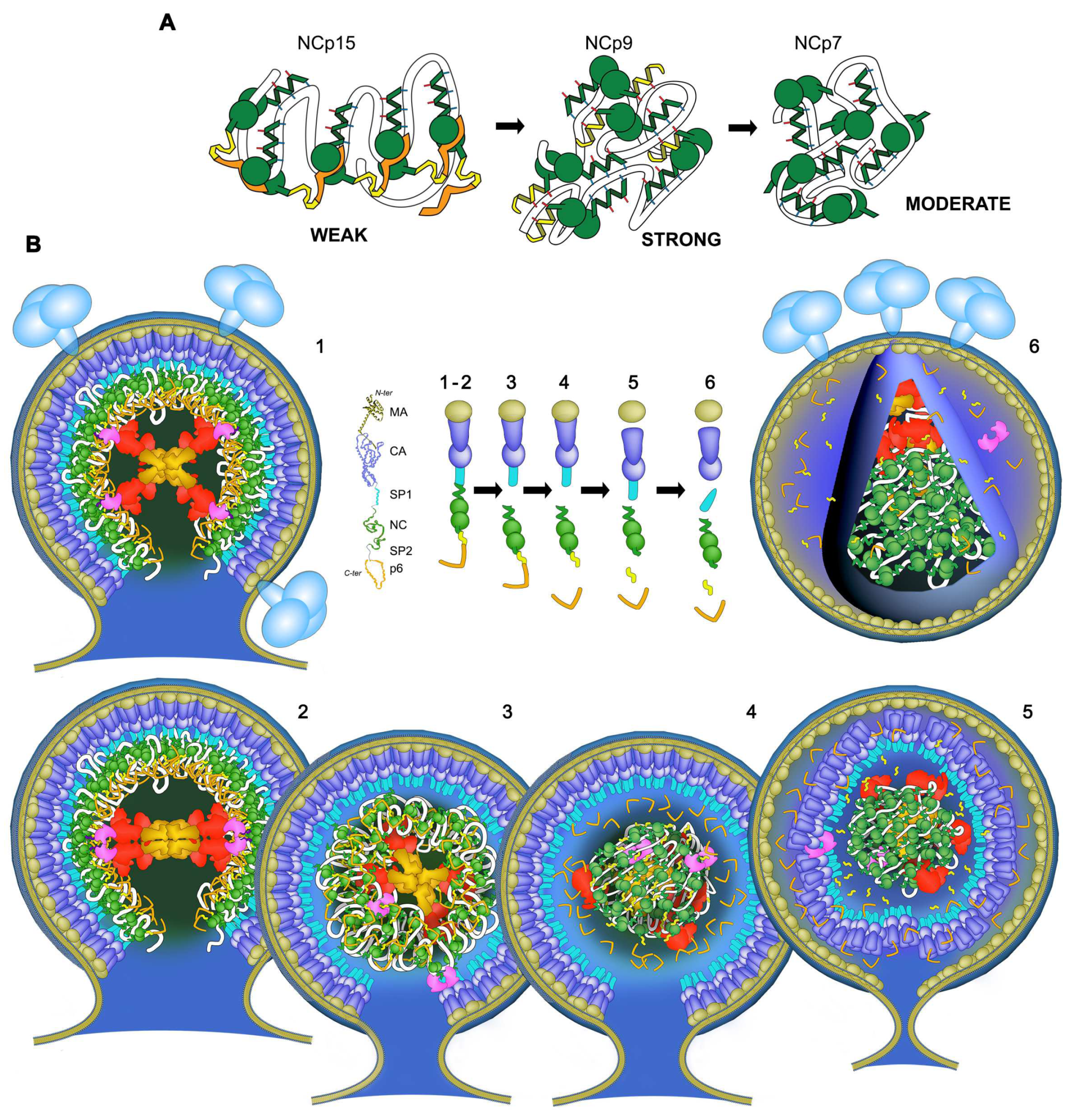 Viruses 13 02312 g006