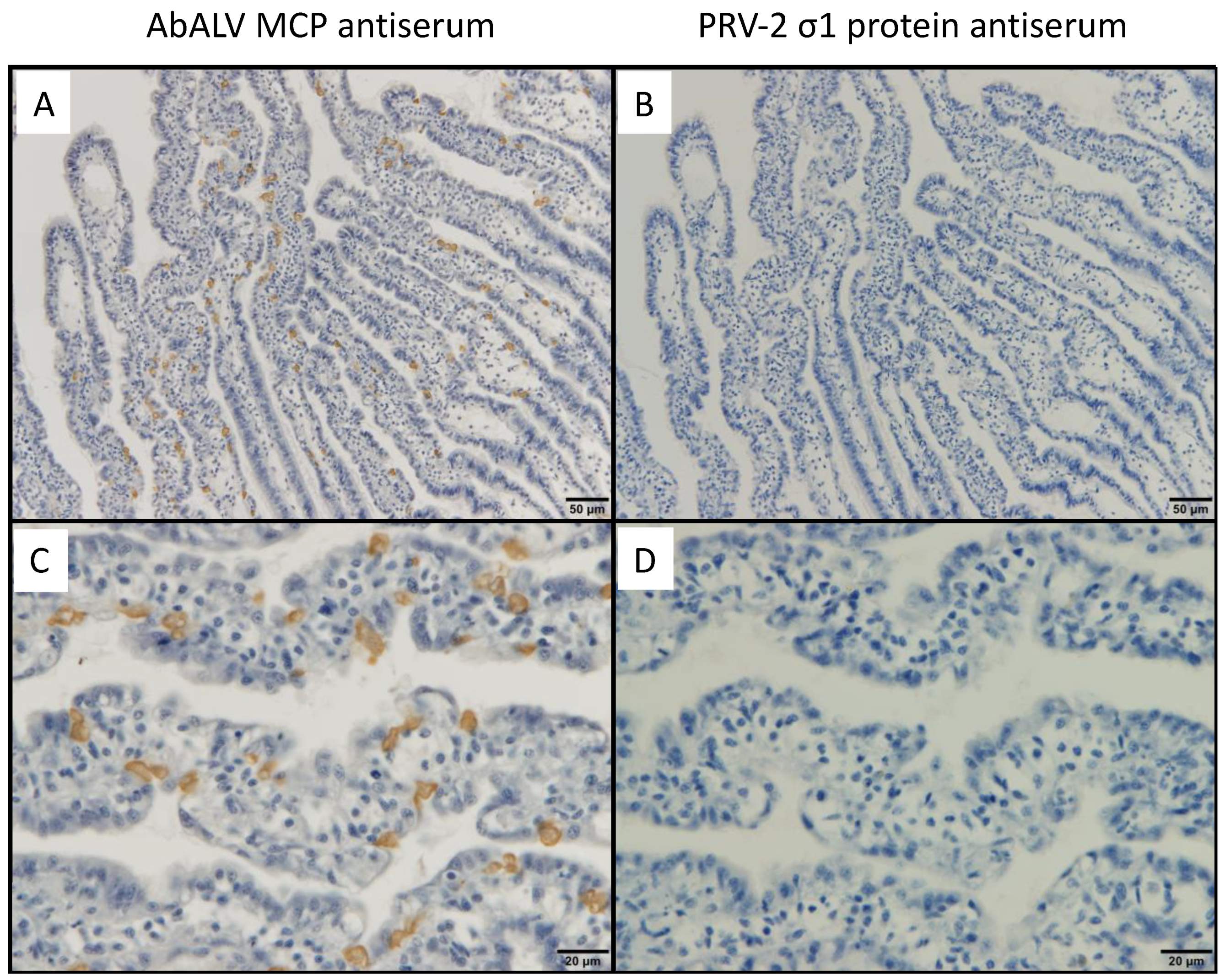 Viruses 13 02315 g002