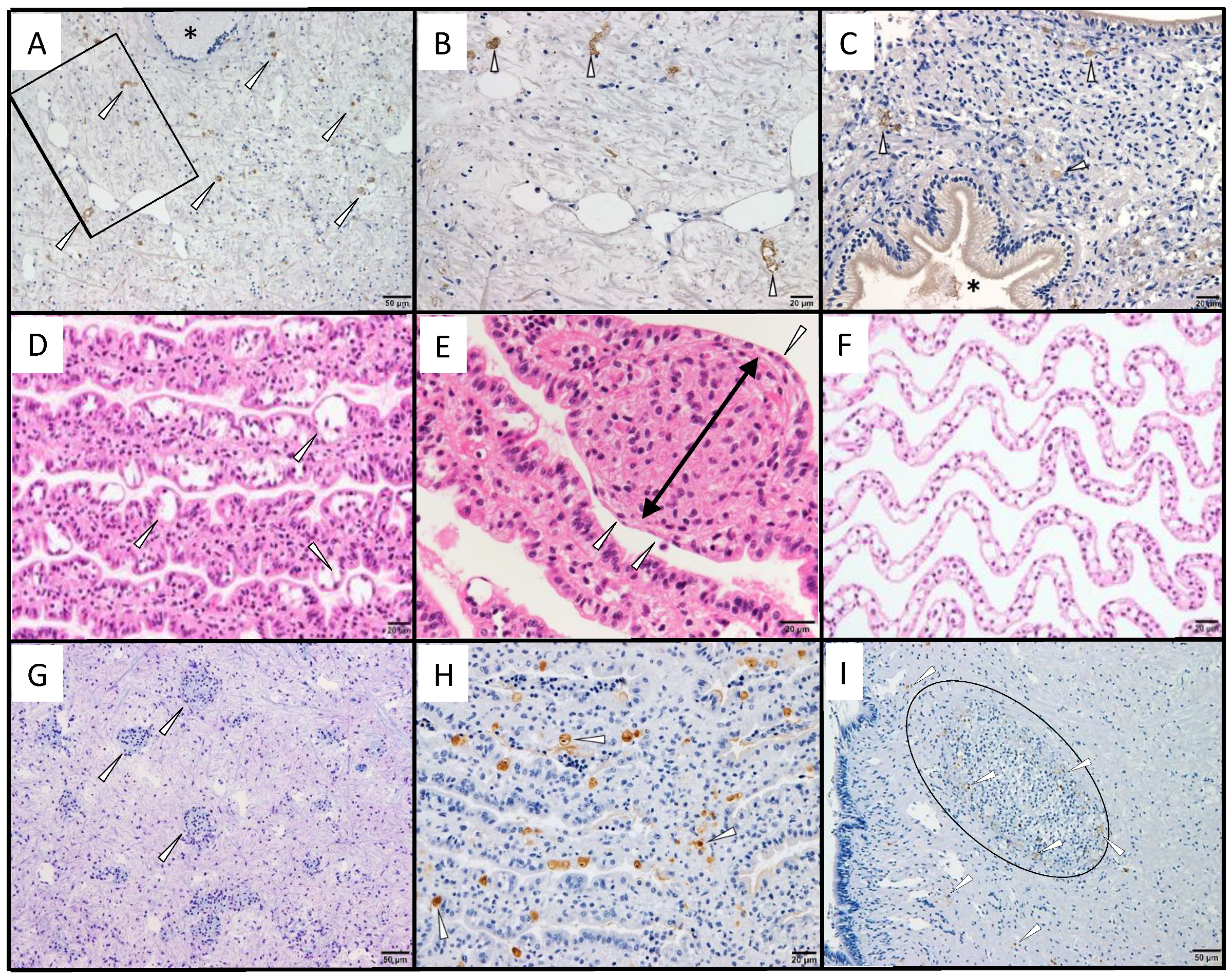 Viruses 13 02315 g003
