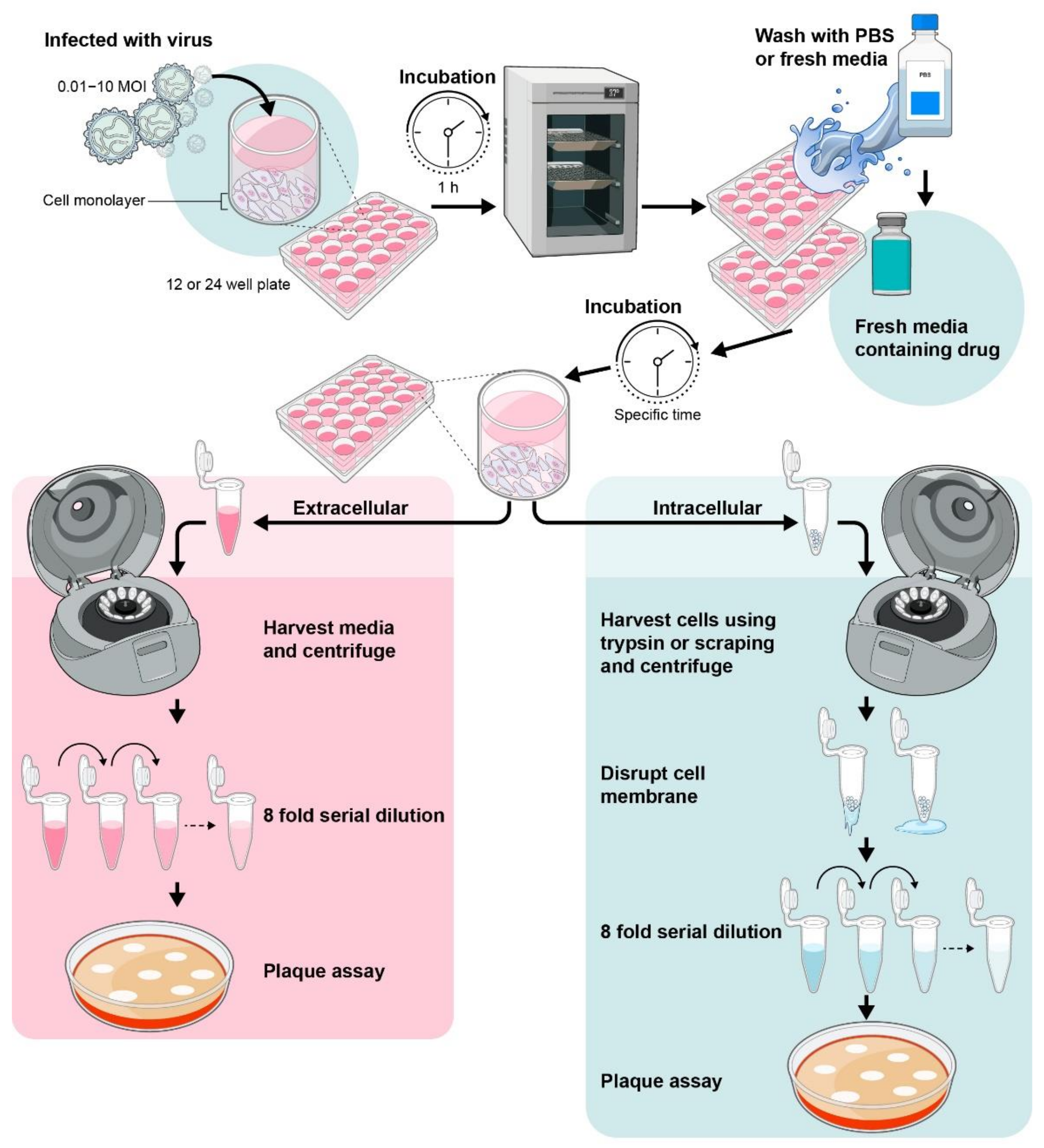 Viruses 13 02317 g004 Viruses 13 02317 g004