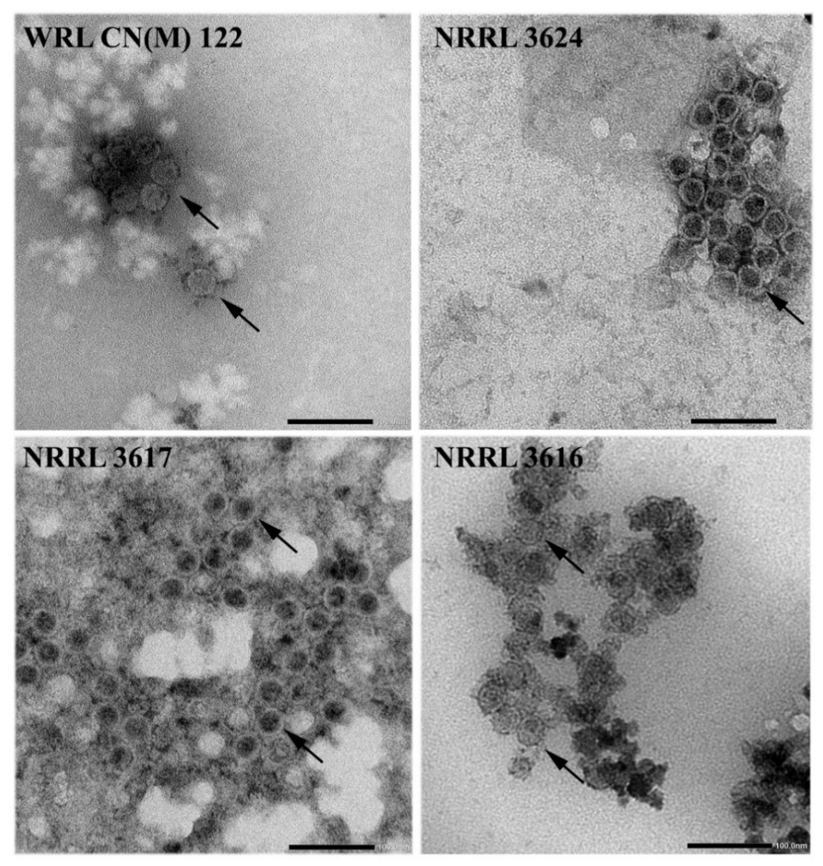 Viruses 13 02319 g003