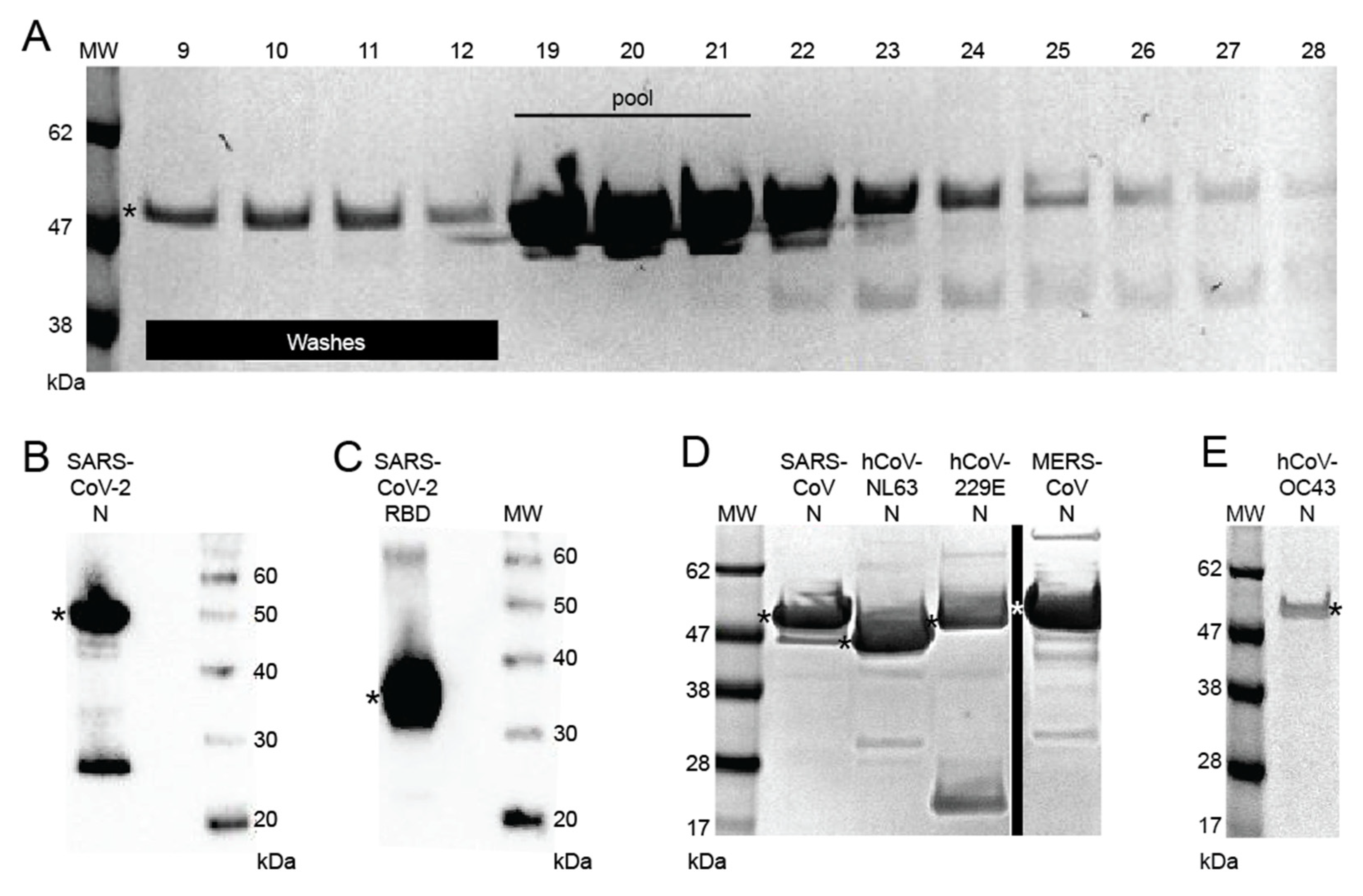 Viruses 13 02325 g001 Viruses 13 02325 g001