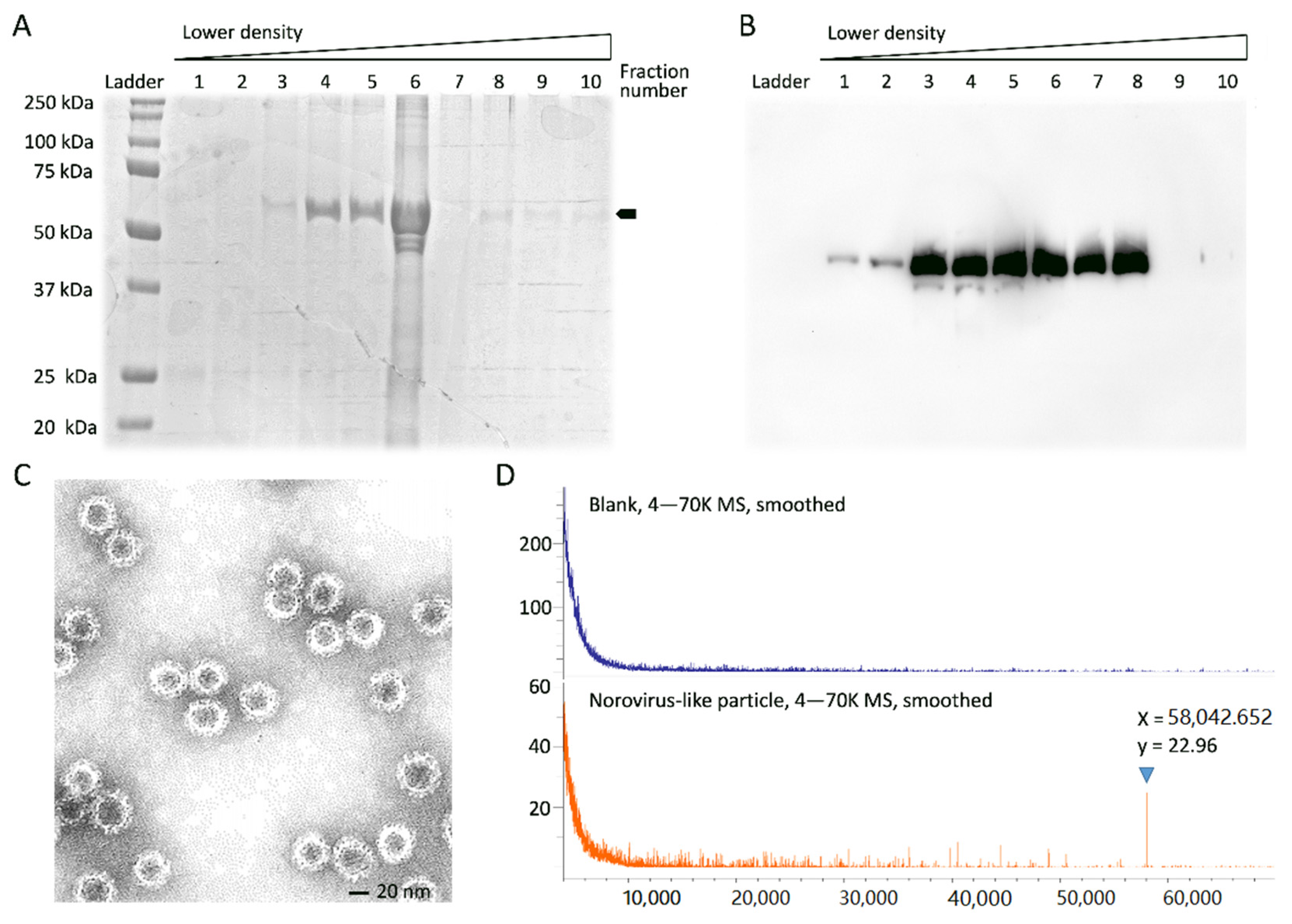 Viruses 13 02332 g001