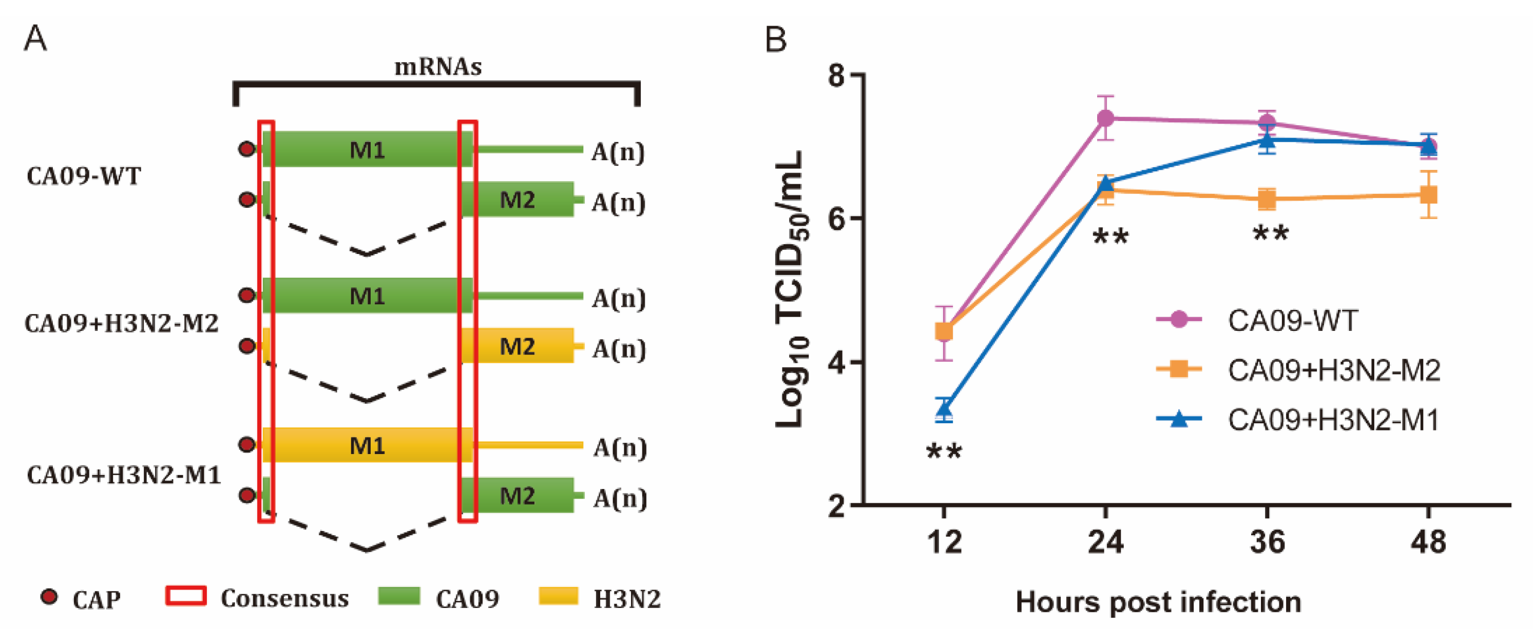 Viruses 13 02335 g002 Viruses 13 02335 g002