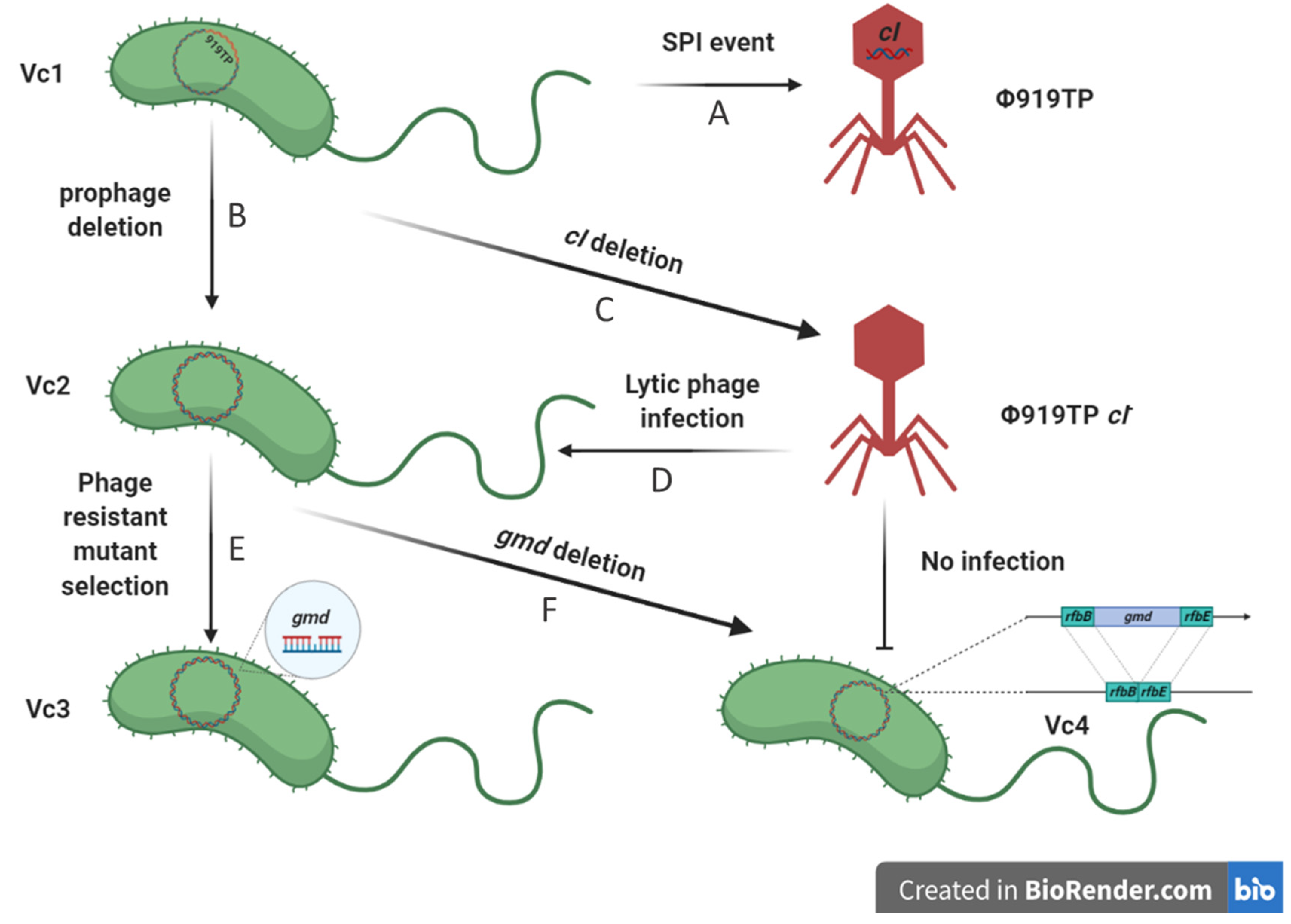 Viruses 13 02342 g002