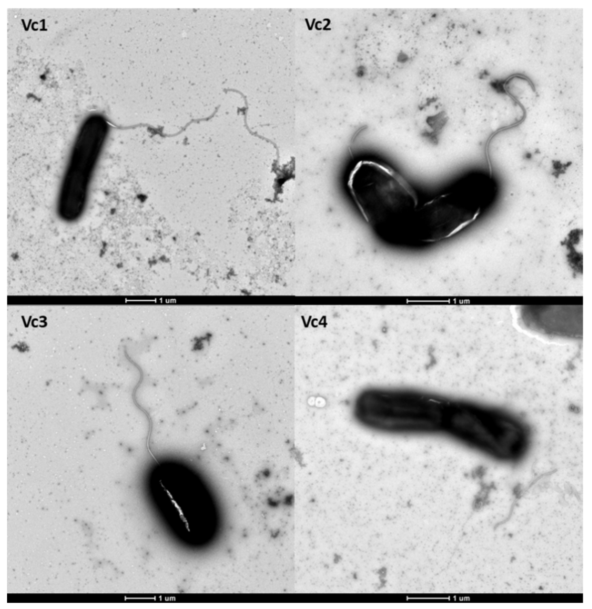 Viruses 13 02342 g007