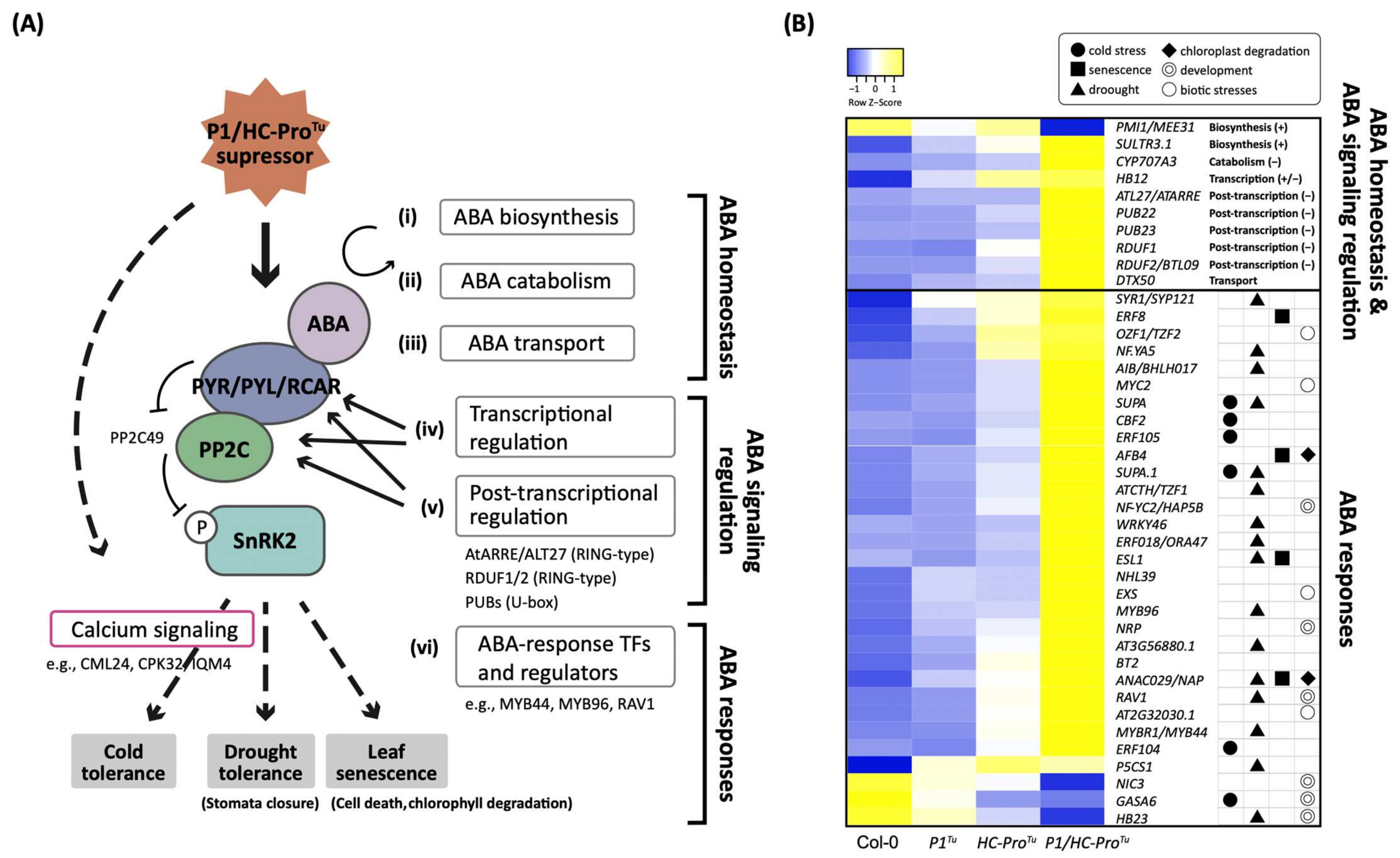 Viruses 13 02349 g002