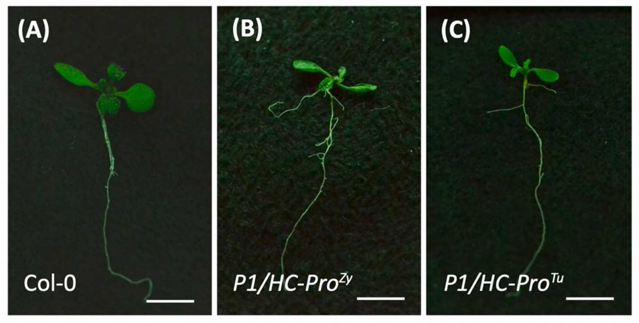 Viruses 13 02349 g005