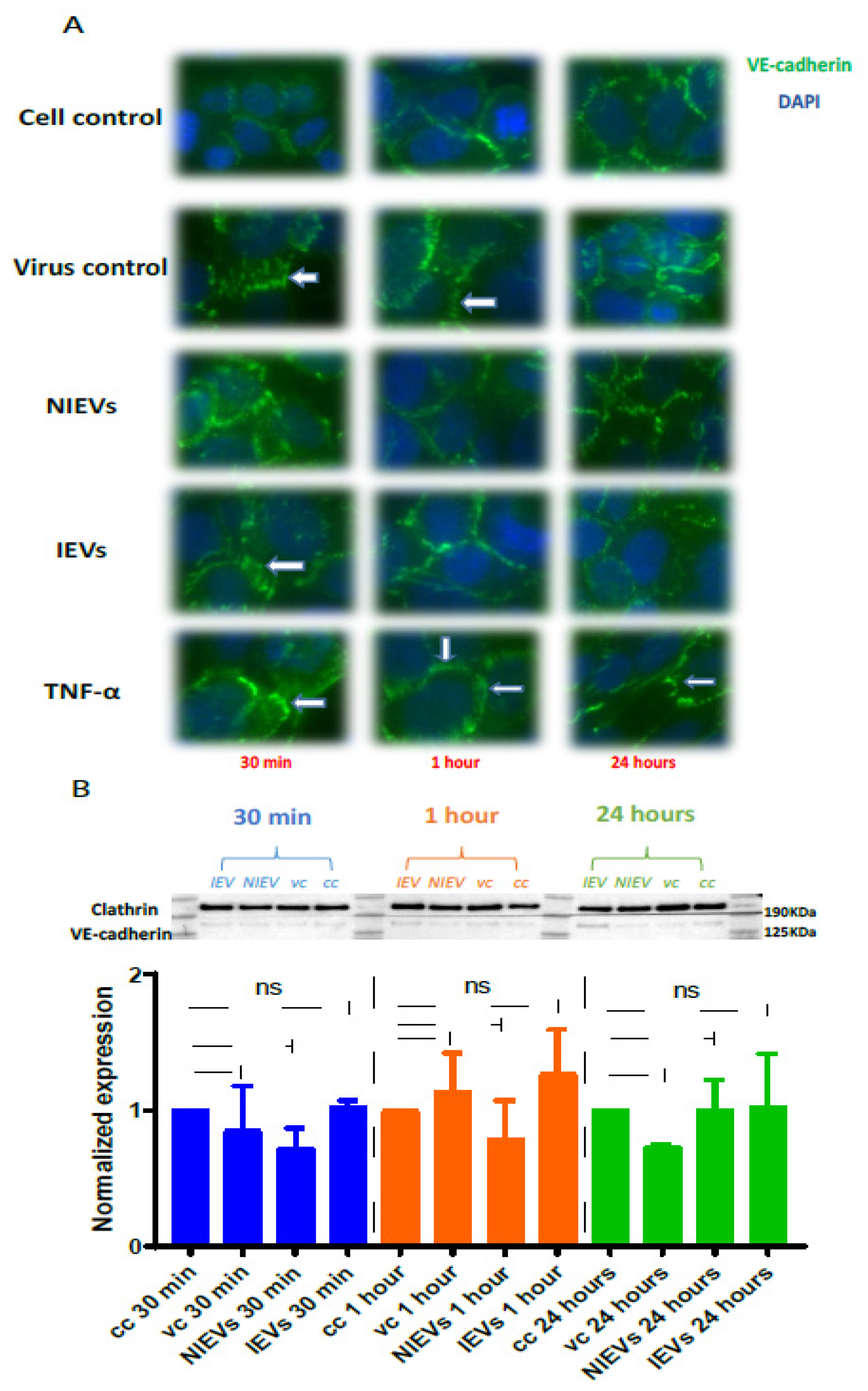 Viruses 13 02363 g004 Viruses 13 02363 g004