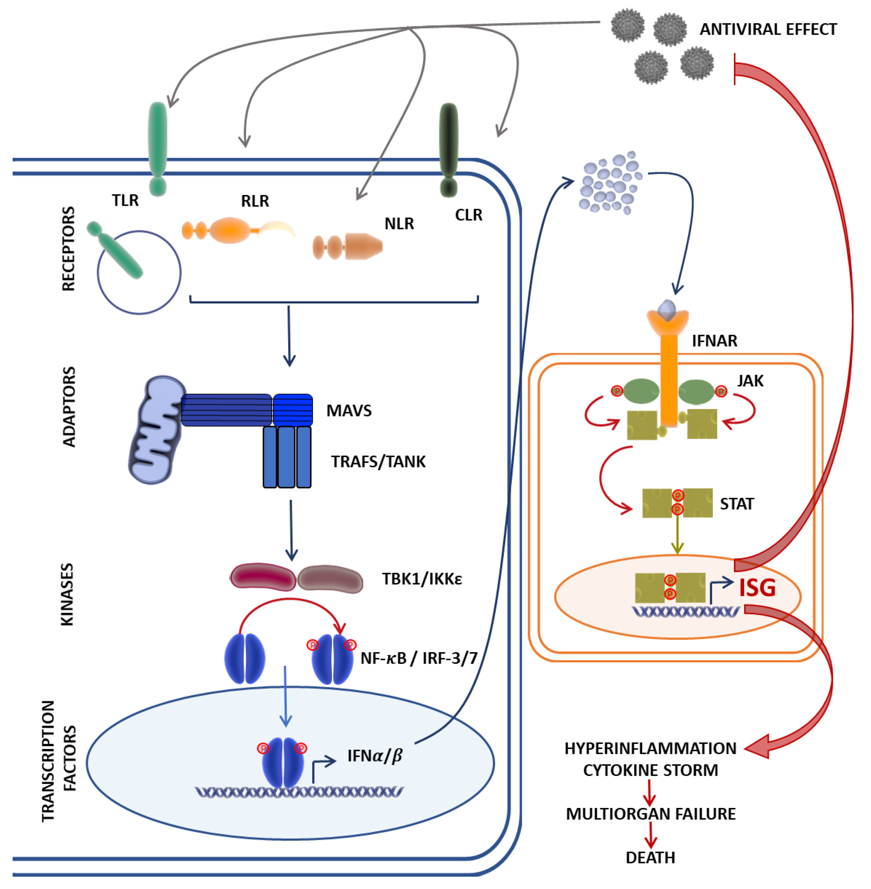 Viruses 13 02379 g001