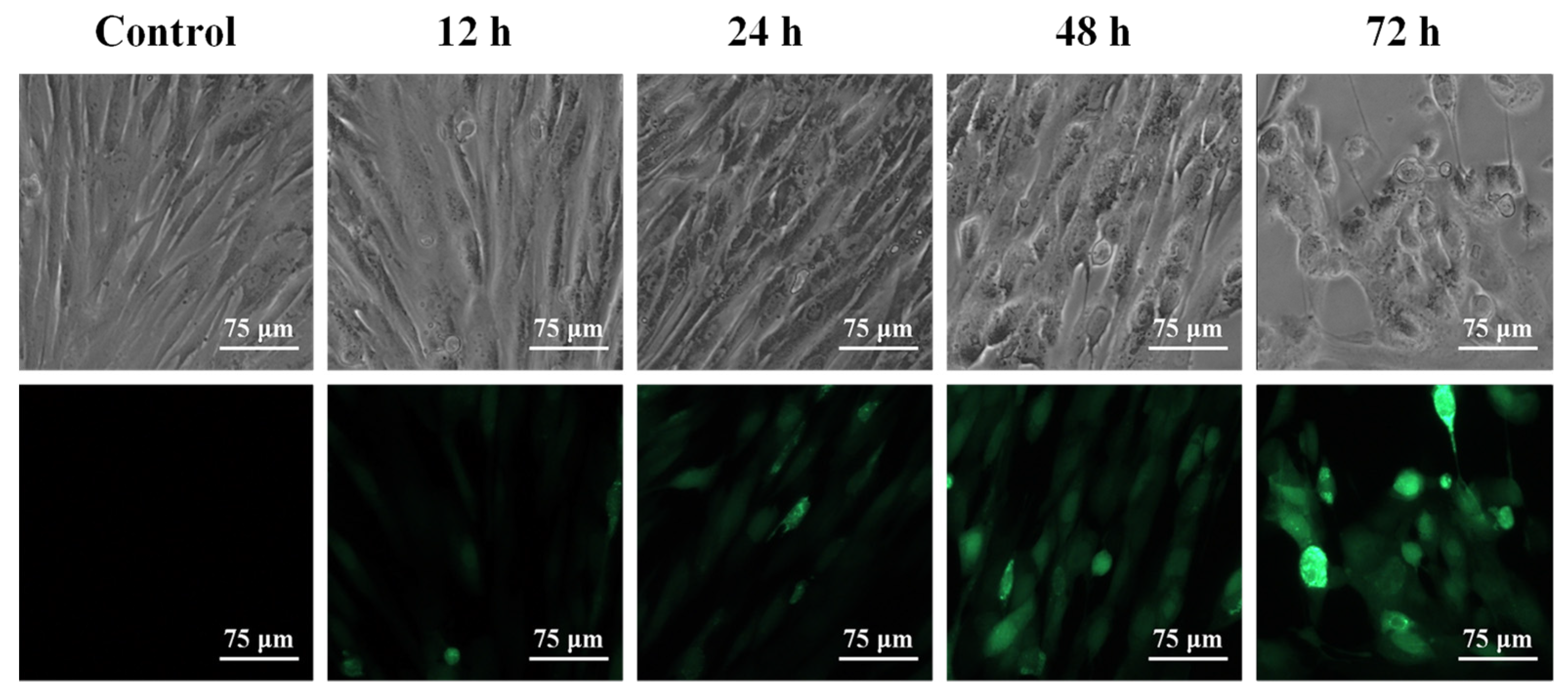 Viruses 13 02384 g006