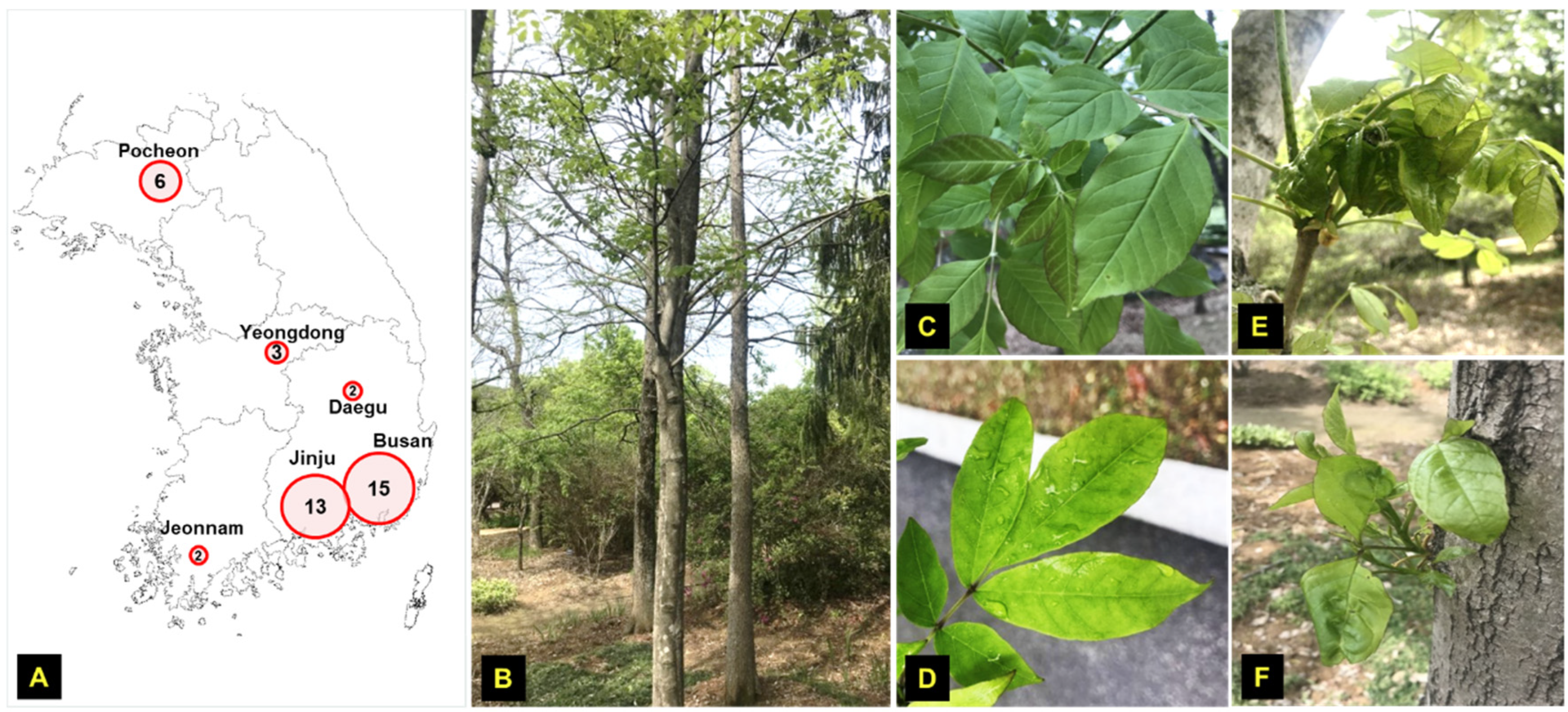 Viruses 13 02385 g001