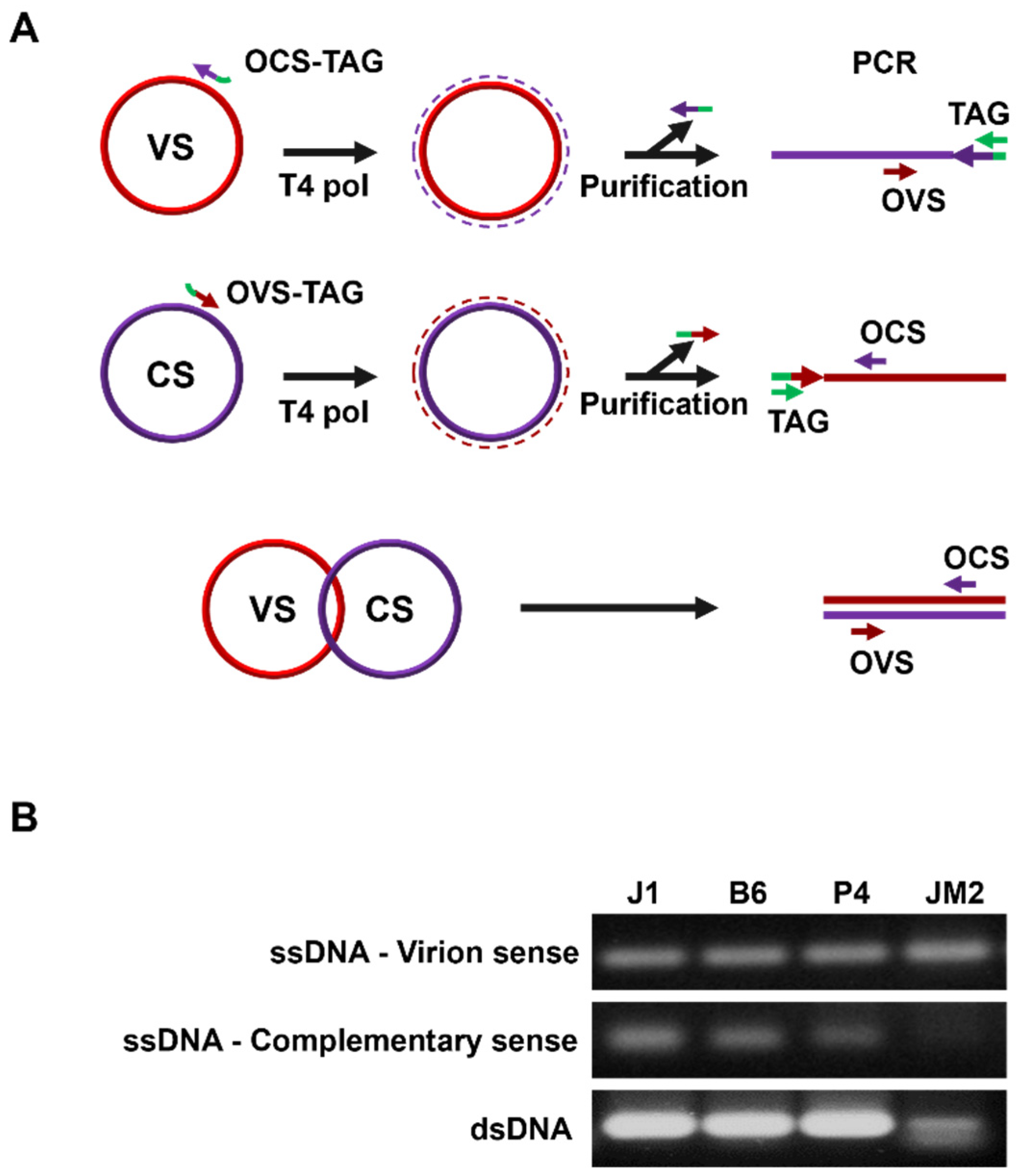 Viruses 13 02385 g006