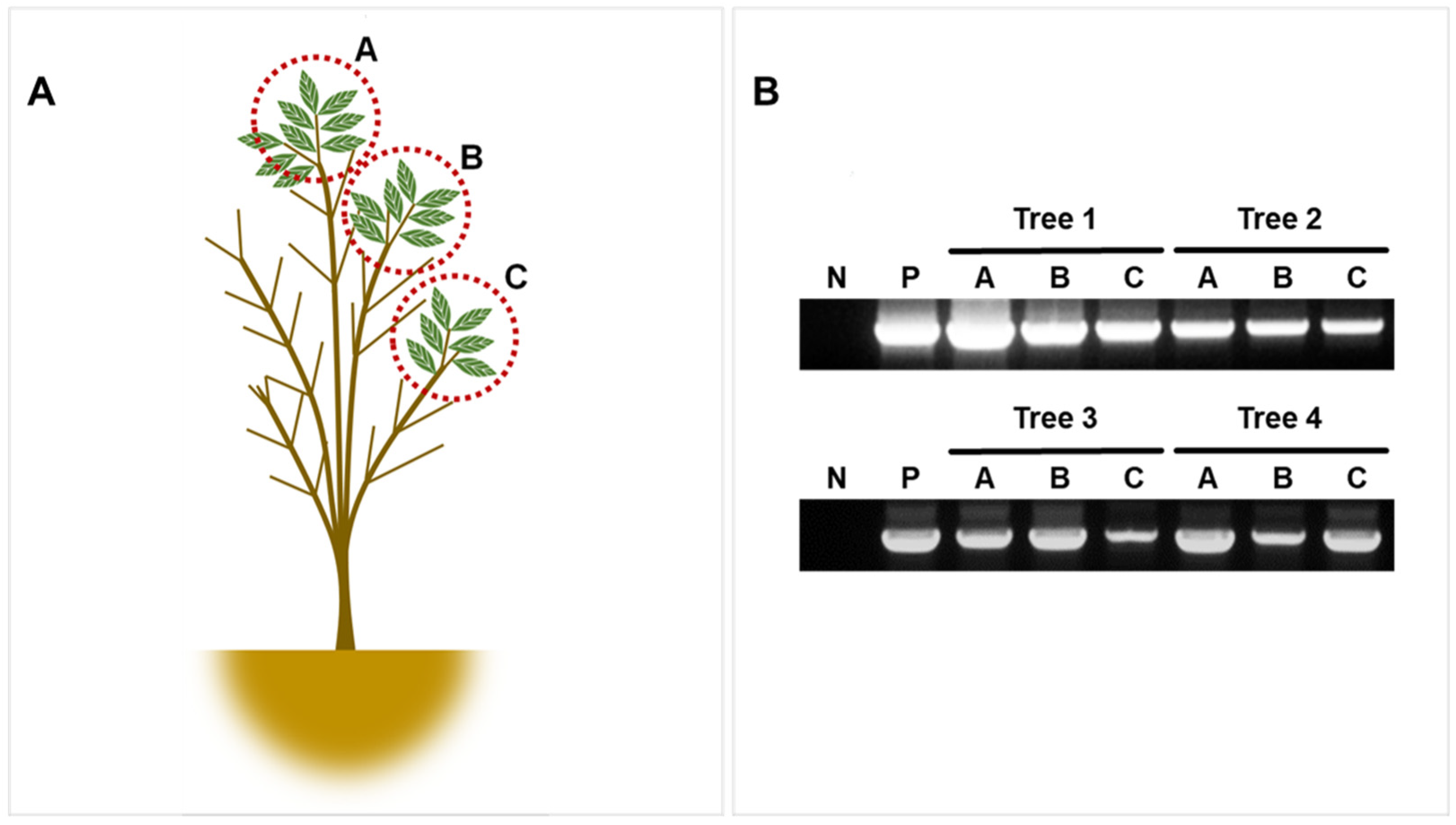 Viruses 13 02385 g007