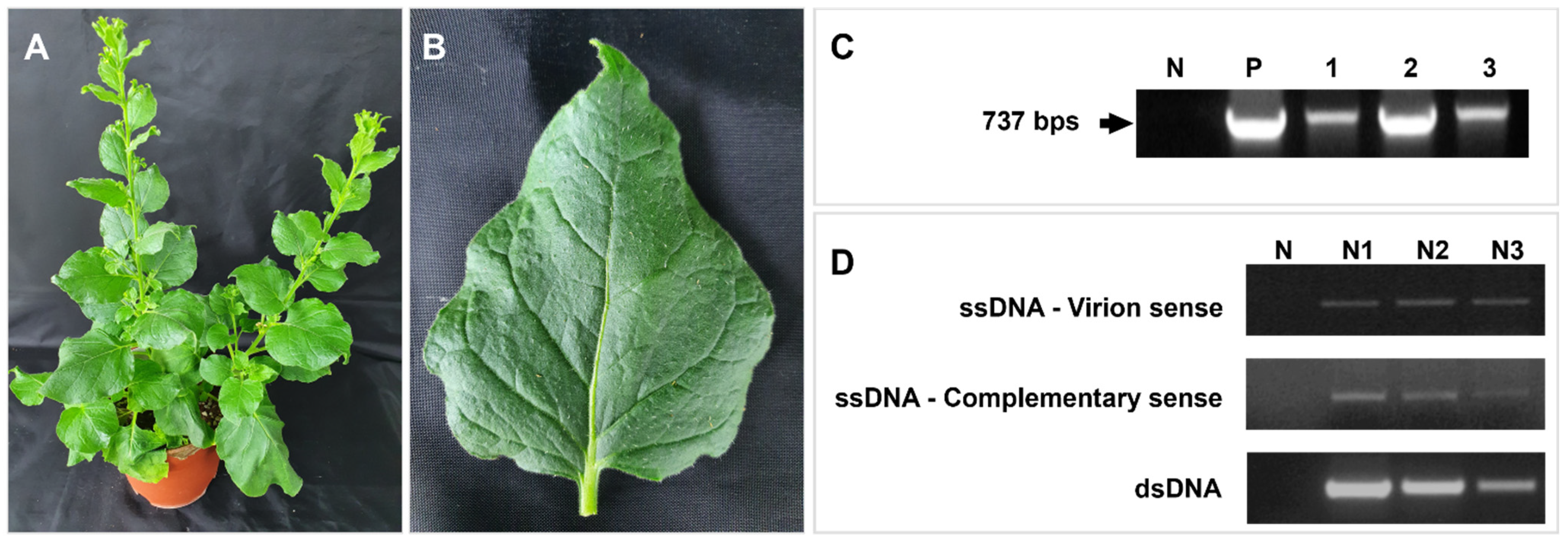 Viruses 13 02385 g008