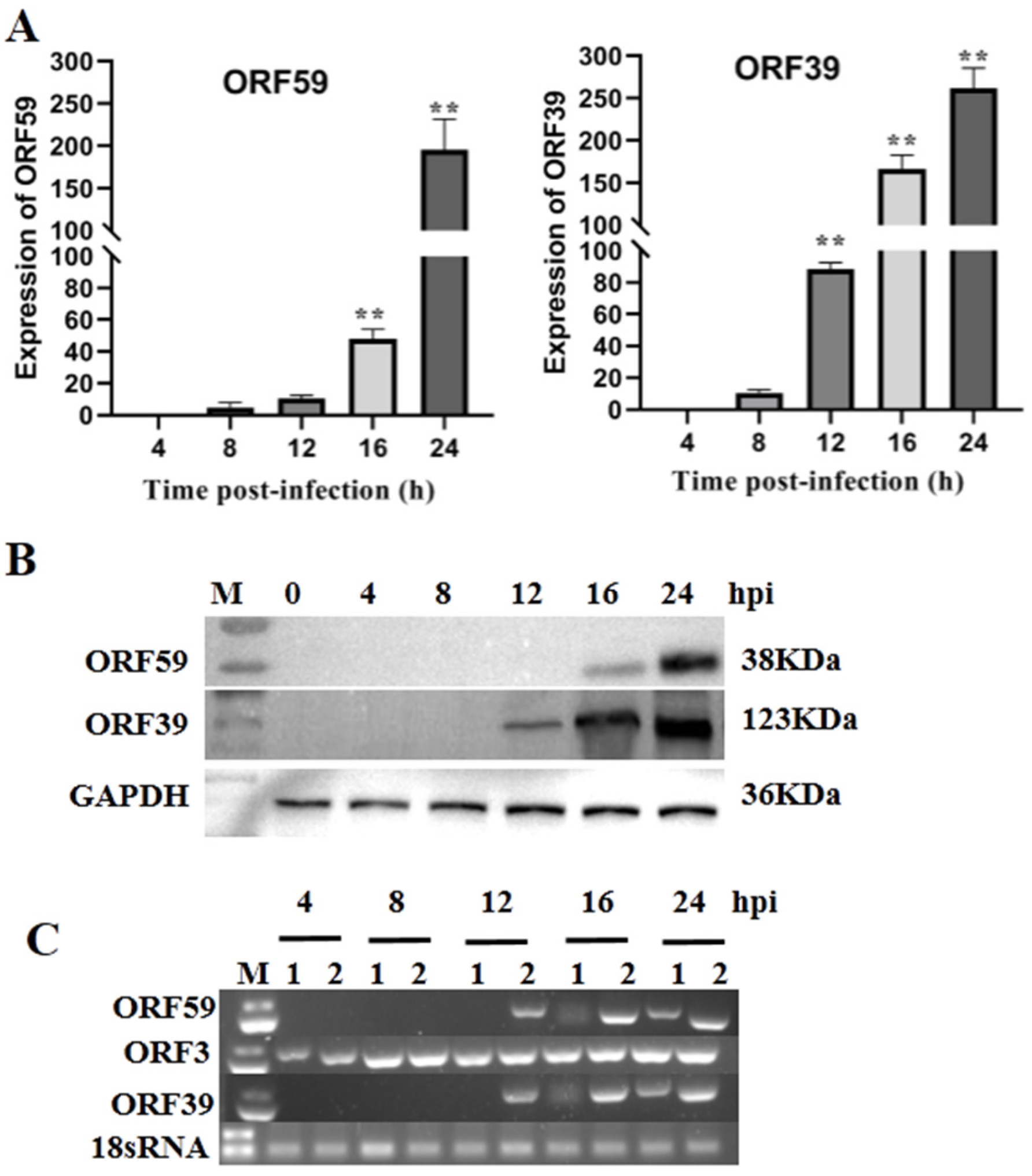 Viruses 13 02393 g001