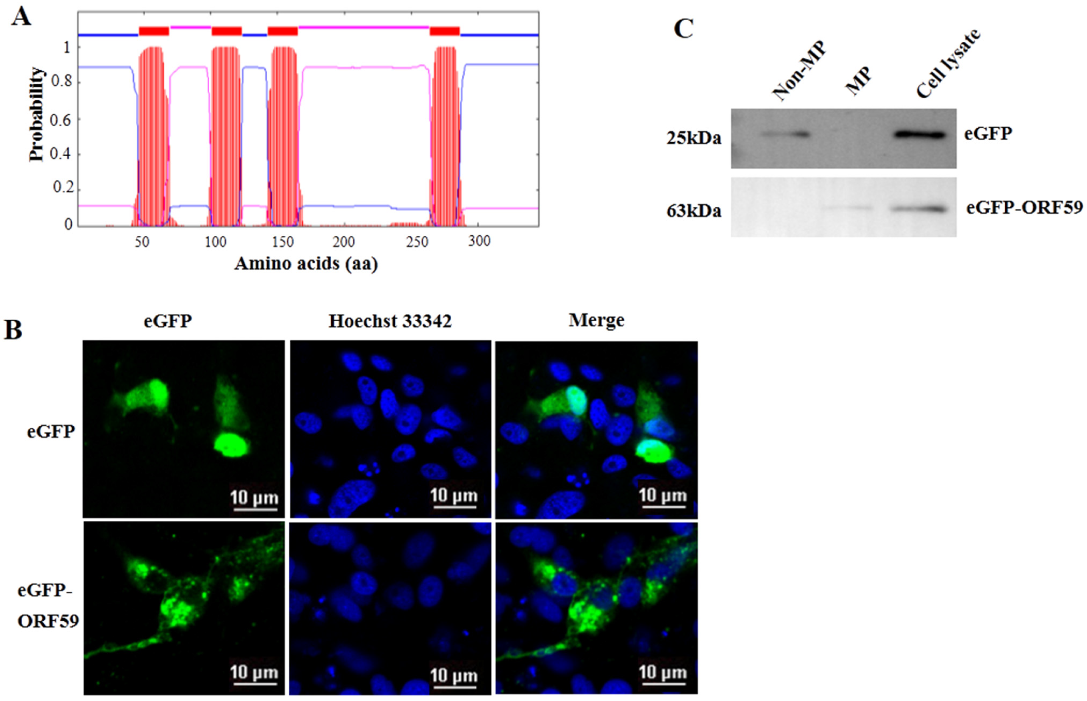 Viruses 13 02393 g002