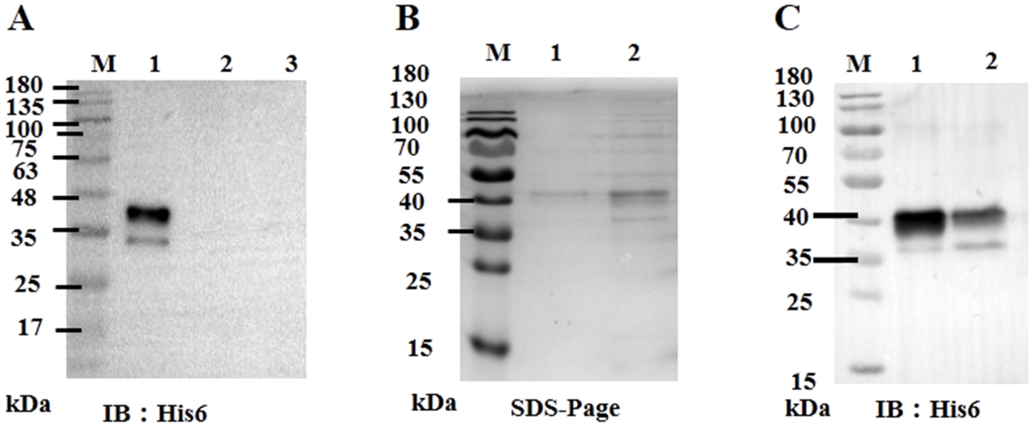 Viruses 13 02393 g003