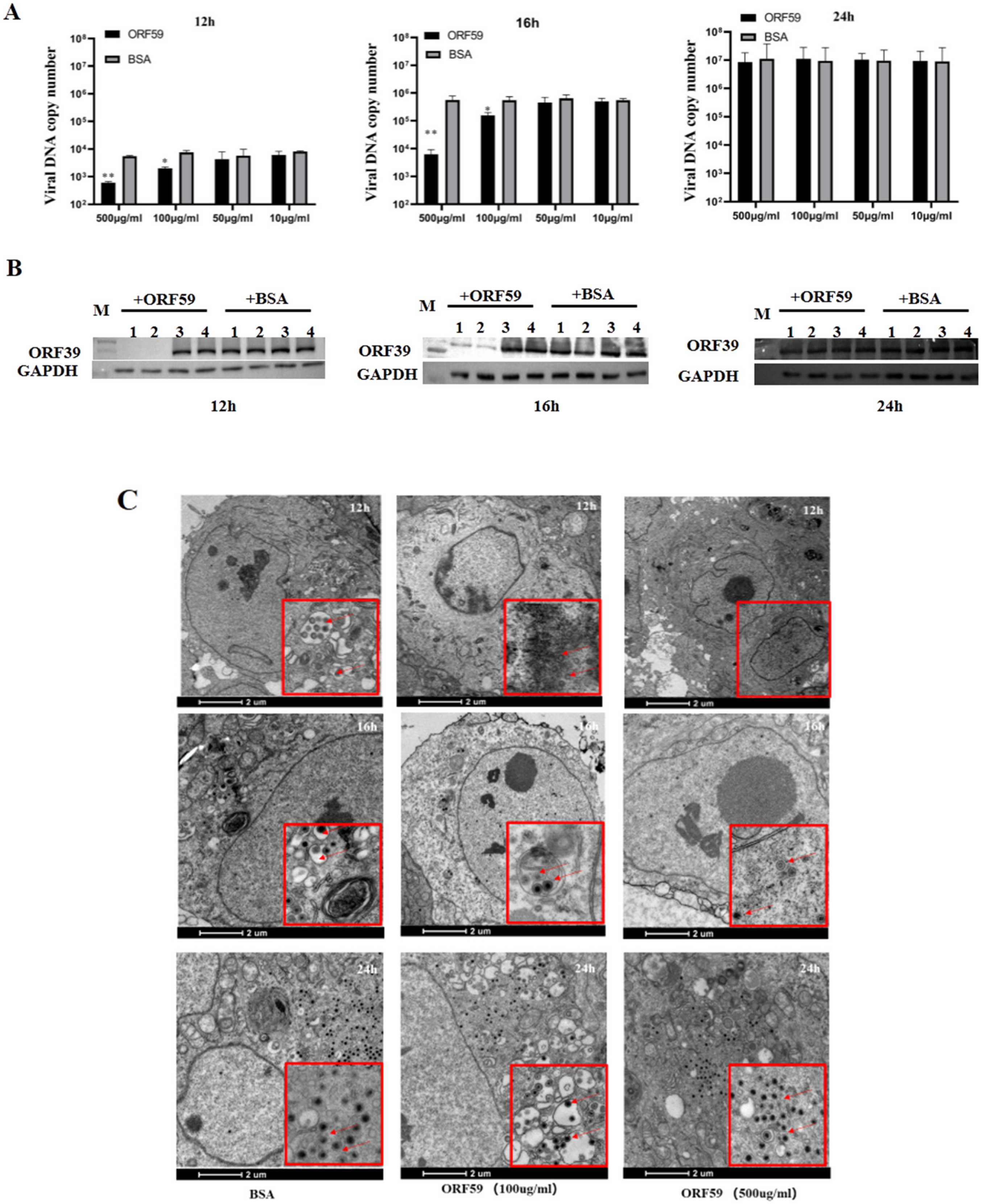 Viruses 13 02393 g004