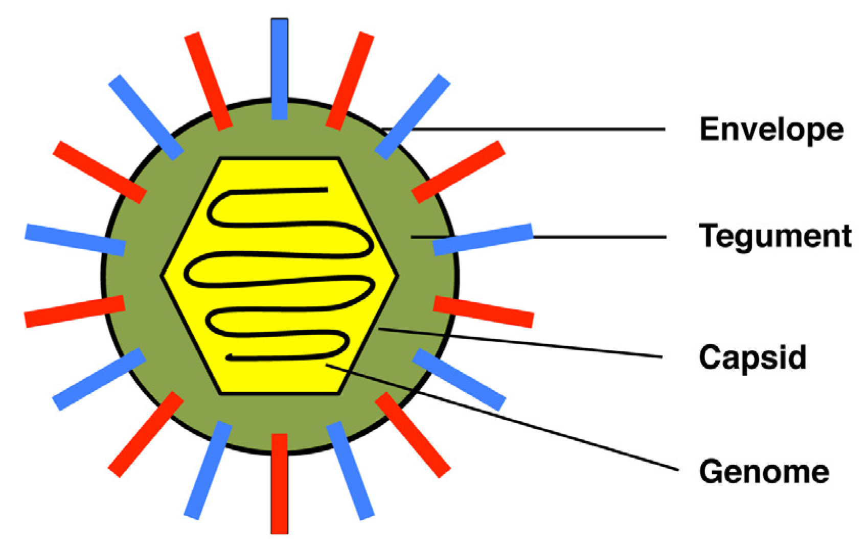 Viruses 13 02395 g001